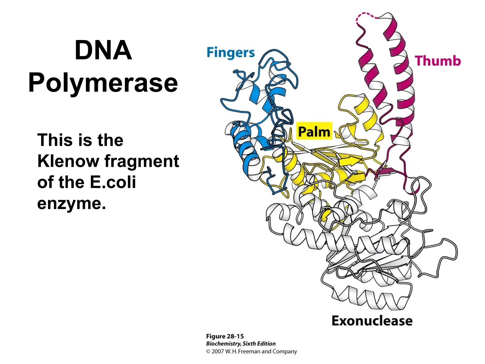 DNA
Polymerase
This is the
Klenow fragment
of the E.coli
enzyme.
 