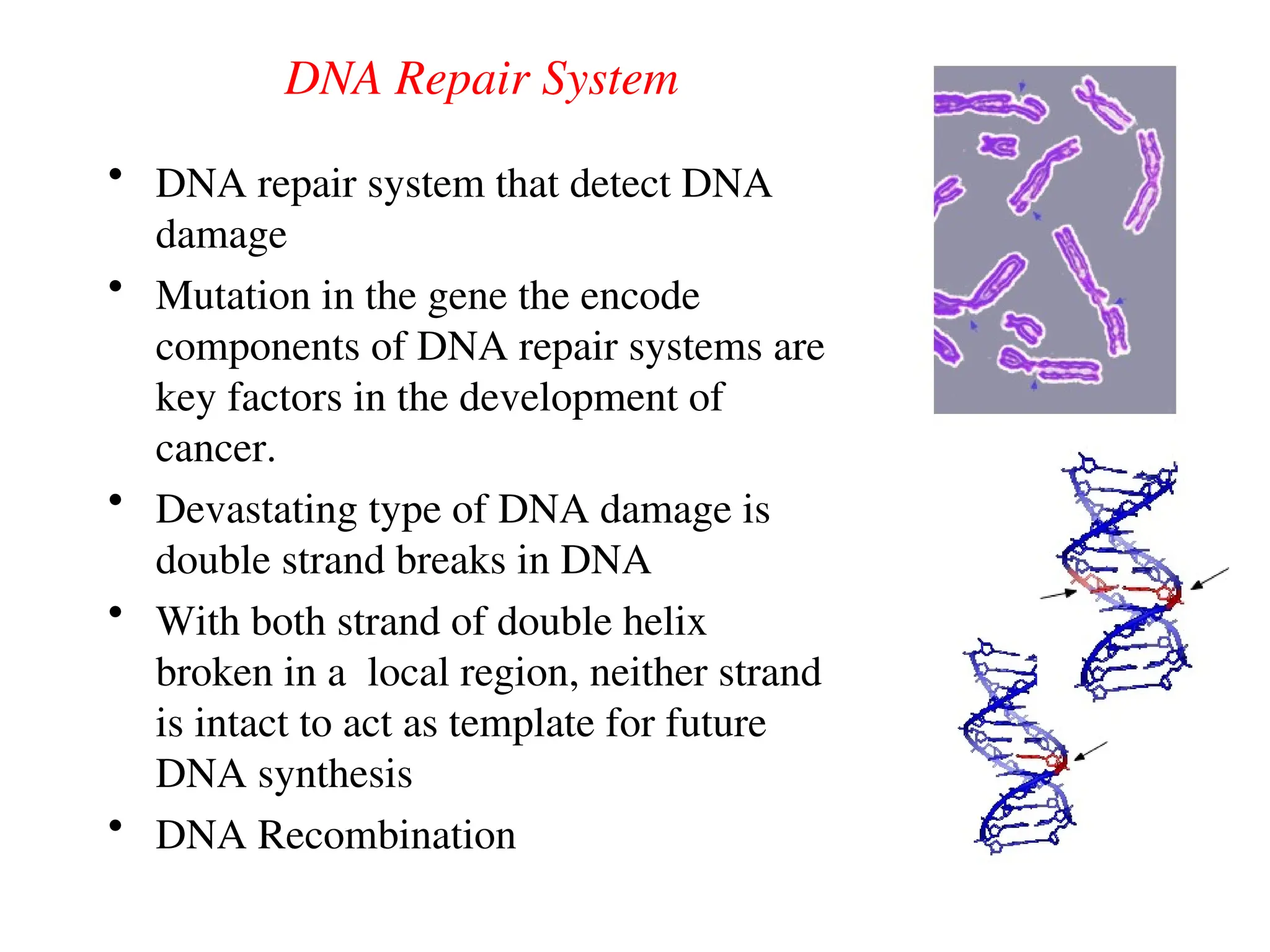 DNA Repair System
• DNA repair system that detect DNA
damage
• Mutation in the gene the encode
components of DNA repair systems are
key factors in the development of
cancer.
• Devastating type of DNA damage is
double strand breaks in DNA
• With both strand of double helix
broken in a local region, neither strand
is intact to act as template for future
DNA synthesis
• DNA Recombination
 