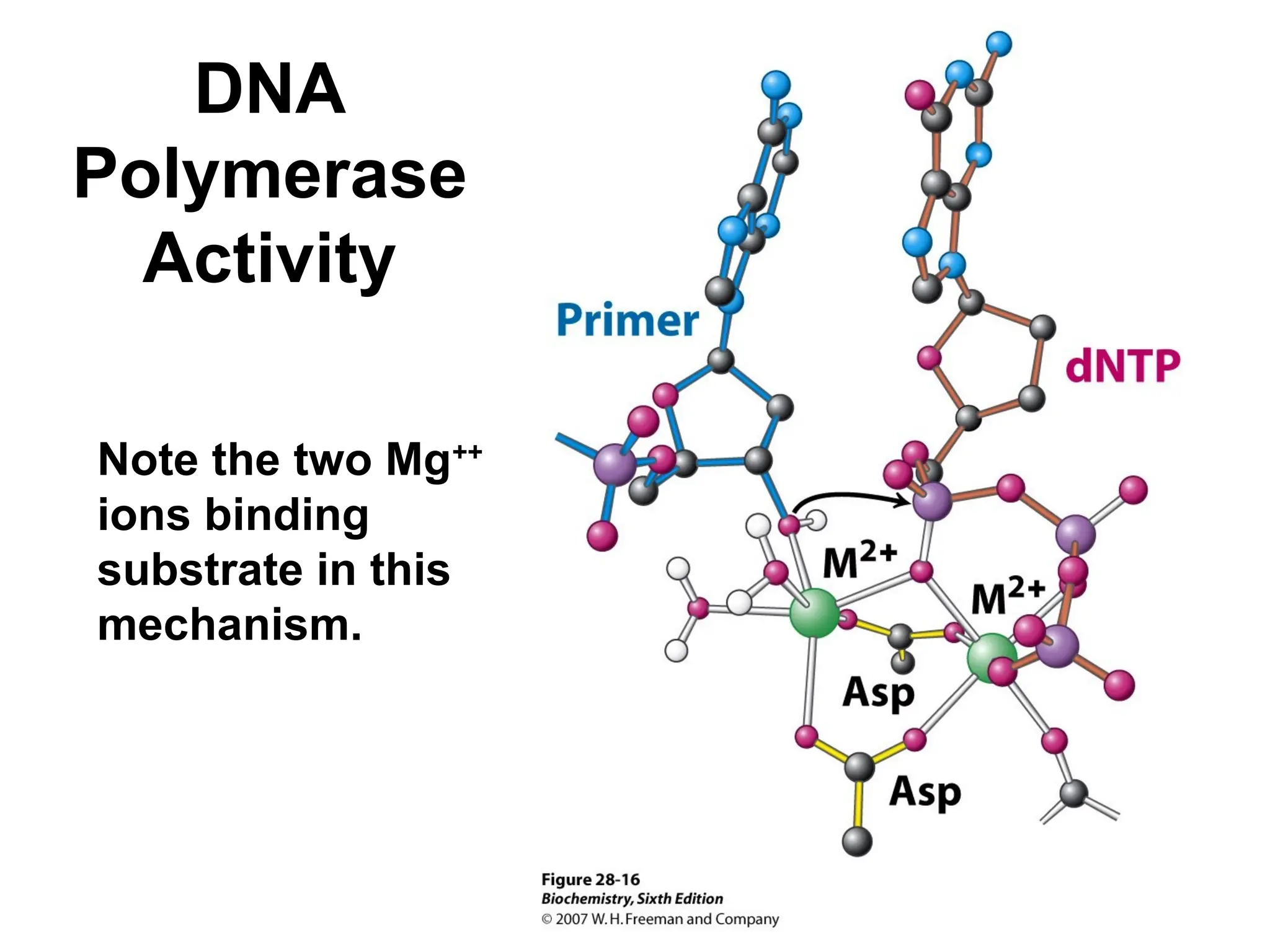 DNA
Polymerase
Activity
Note the two Mg++
ions binding
substrate in this
mechanism.
 