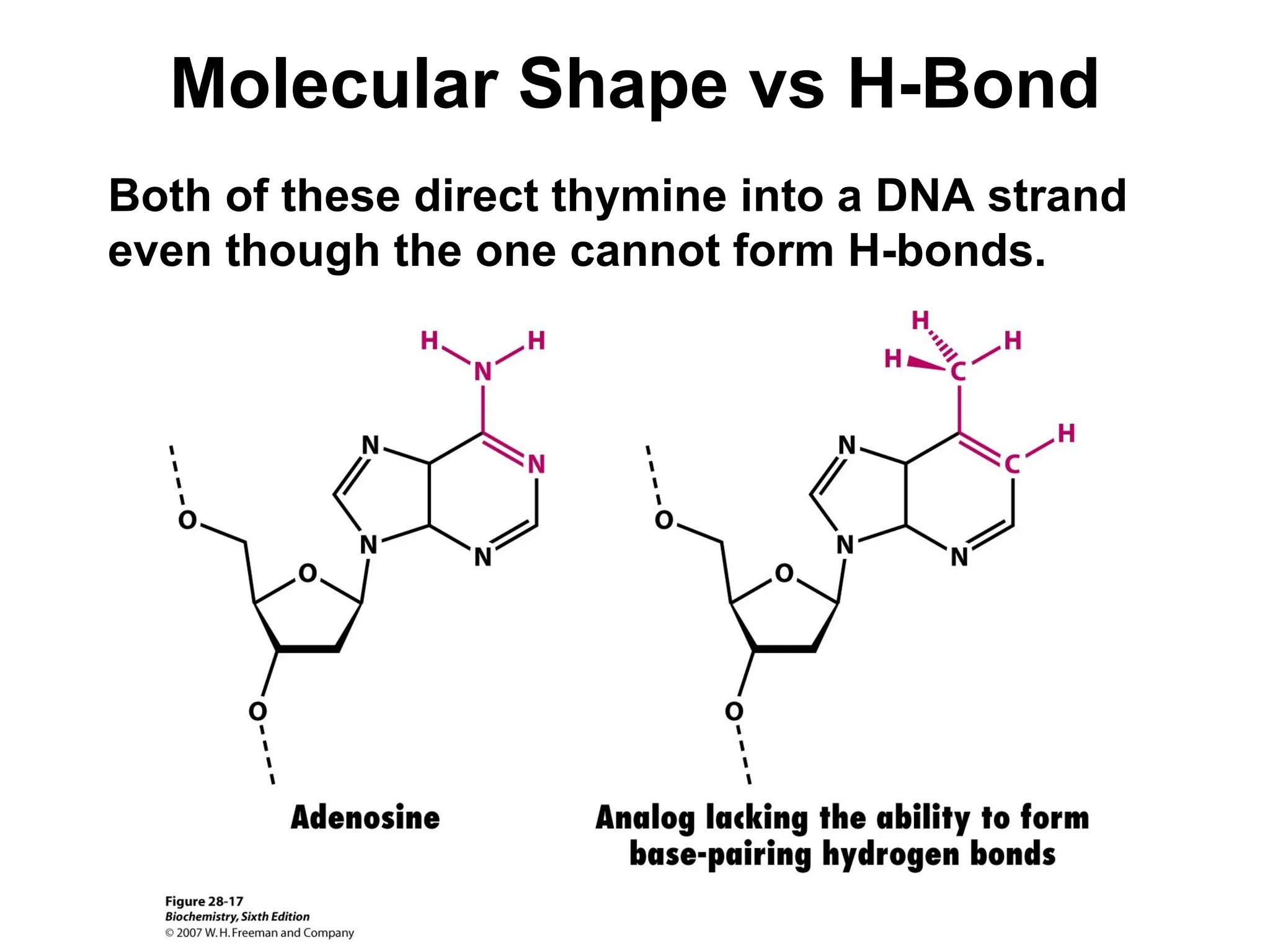 Molecular Shape vs H-Bond
Both of these direct thymine into a DNA strand
even though the one cannot form H-bonds.
 