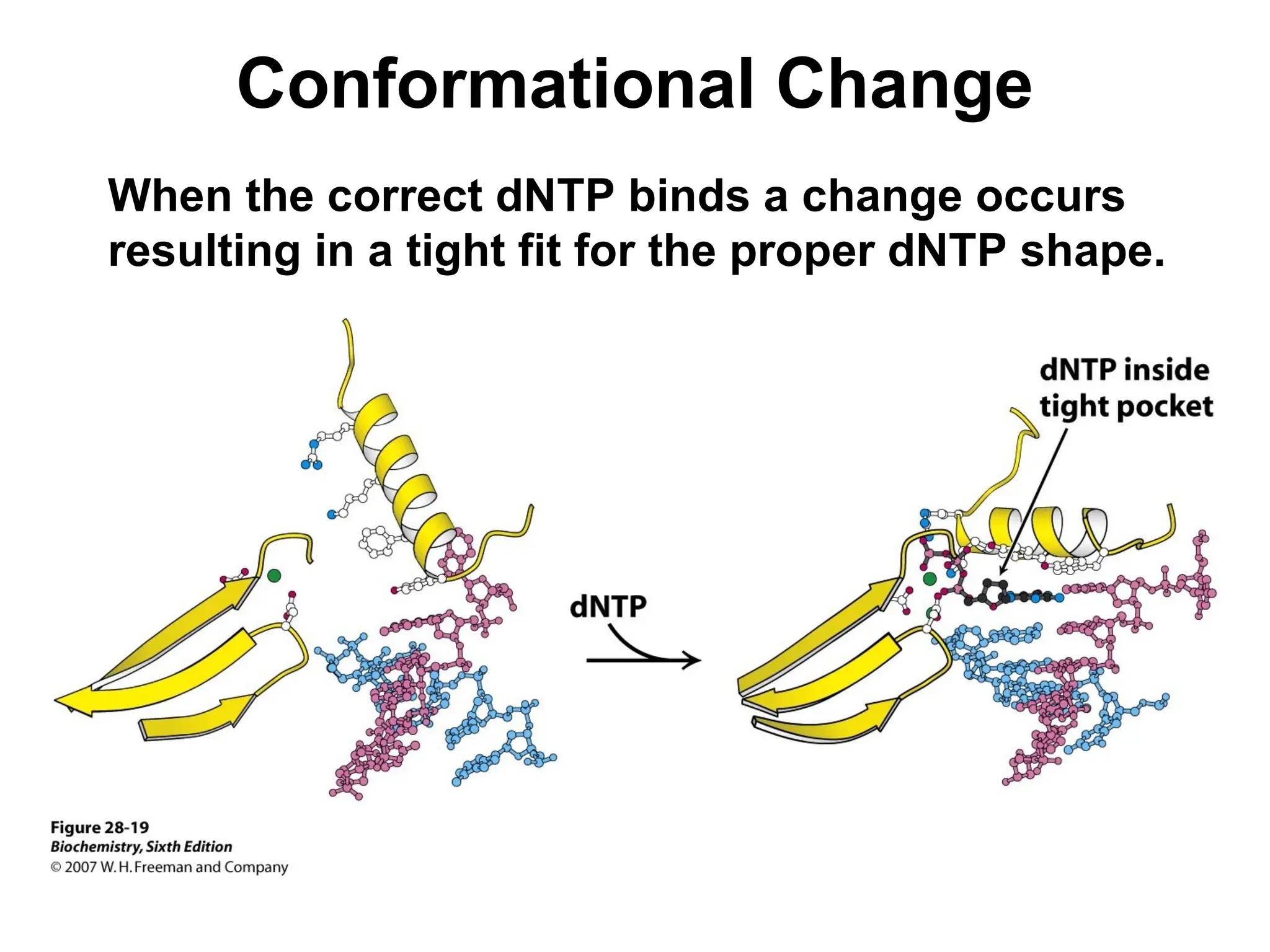 Conformational Change
When the correct dNTP binds a change occurs
resulting in a tight fit for the proper dNTP shape.
 