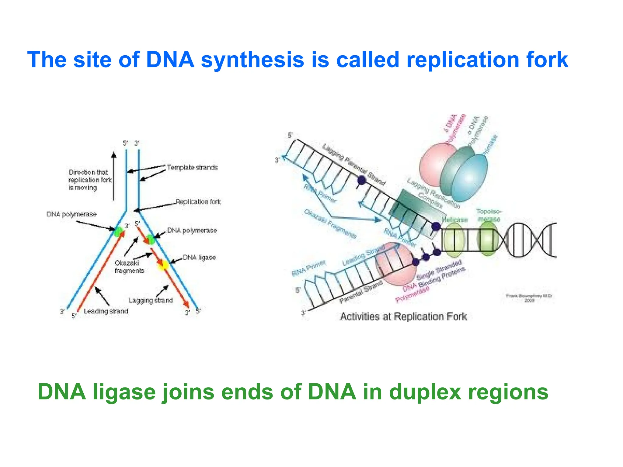The site of DNA synthesis is called replication fork
DNA ligase joins ends of DNA in duplex regions
 