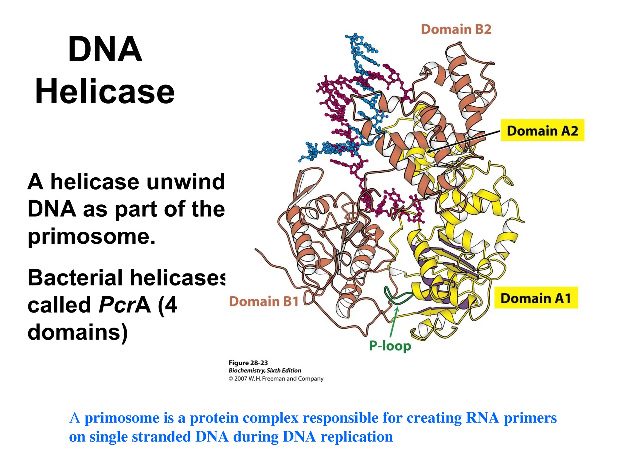 DNA
Helicase
A helicase unwinds
DNA as part of the
primosome.
Bacterial helicases
called PcrA (4
domains)
A primosome is a protein complex responsible for creating RNA primers
on single stranded DNA during DNA replication
 