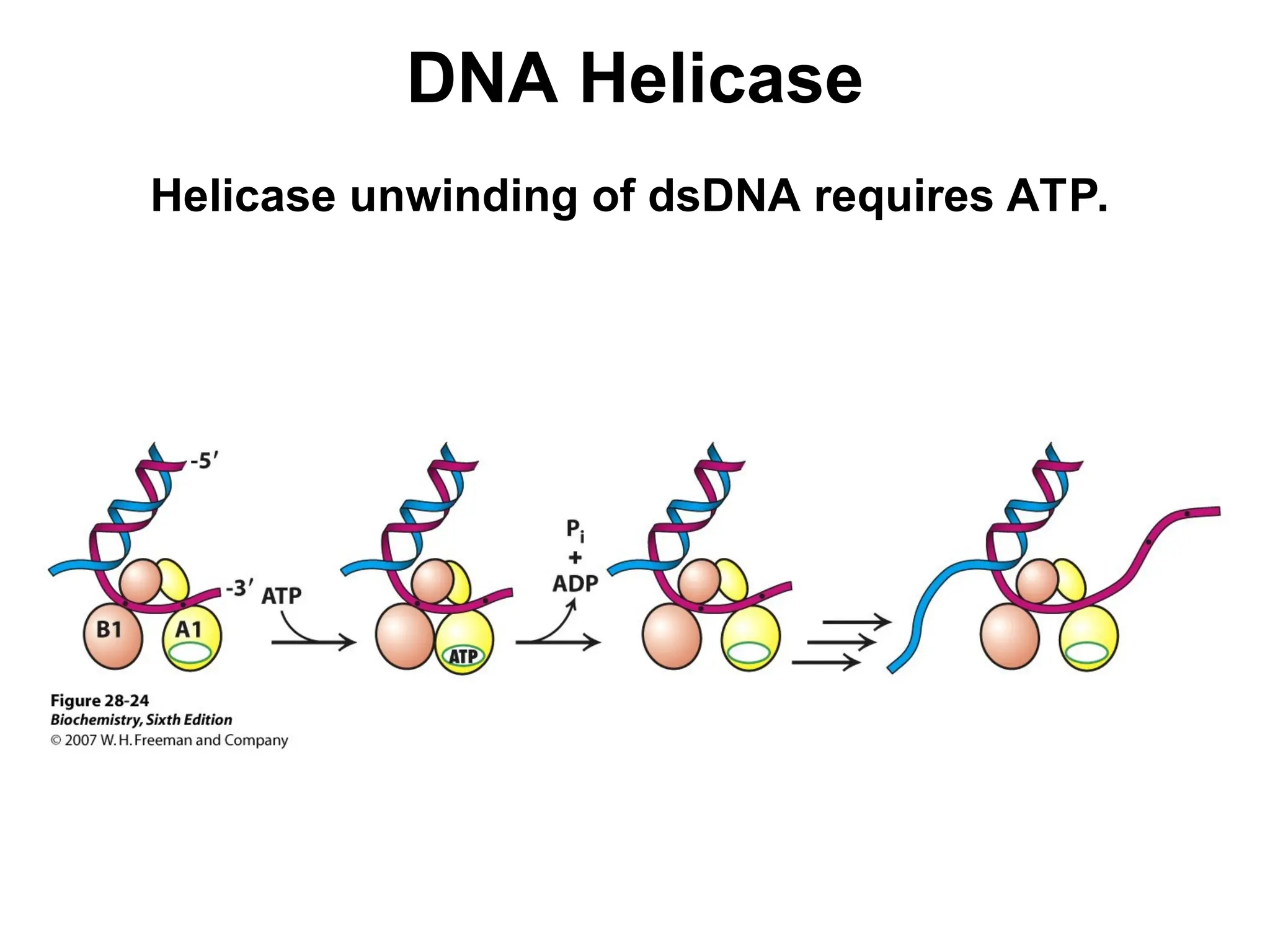 DNA Helicase
Helicase unwinding of dsDNA requires ATP.
 