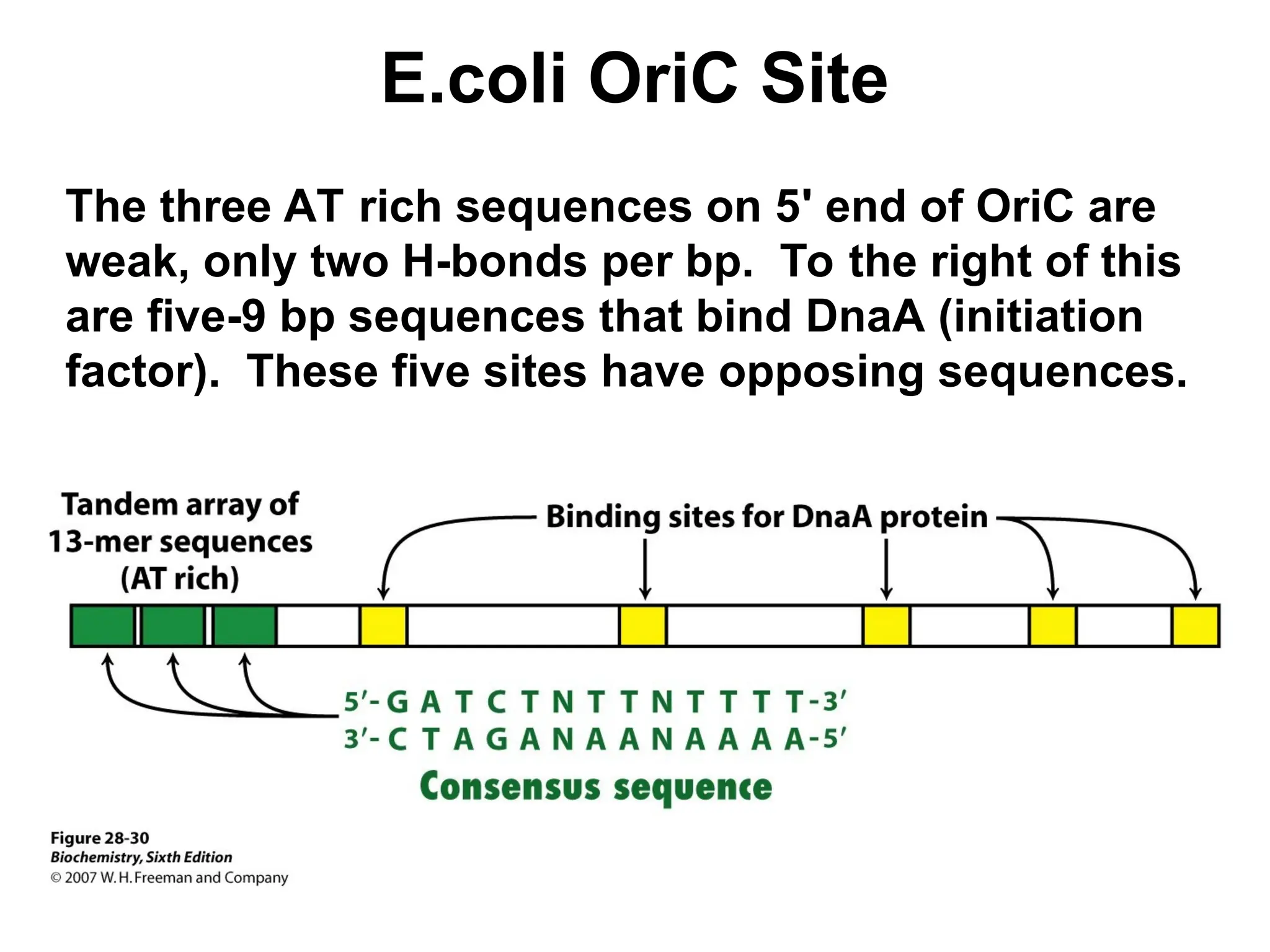 E.coli OriC Site
The three AT rich sequences on 5' end of OriC are
weak, only two H-bonds per bp. To the right of this
are five-9 bp sequences that bind DnaA (initiation
factor). These five sites have opposing sequences.
 