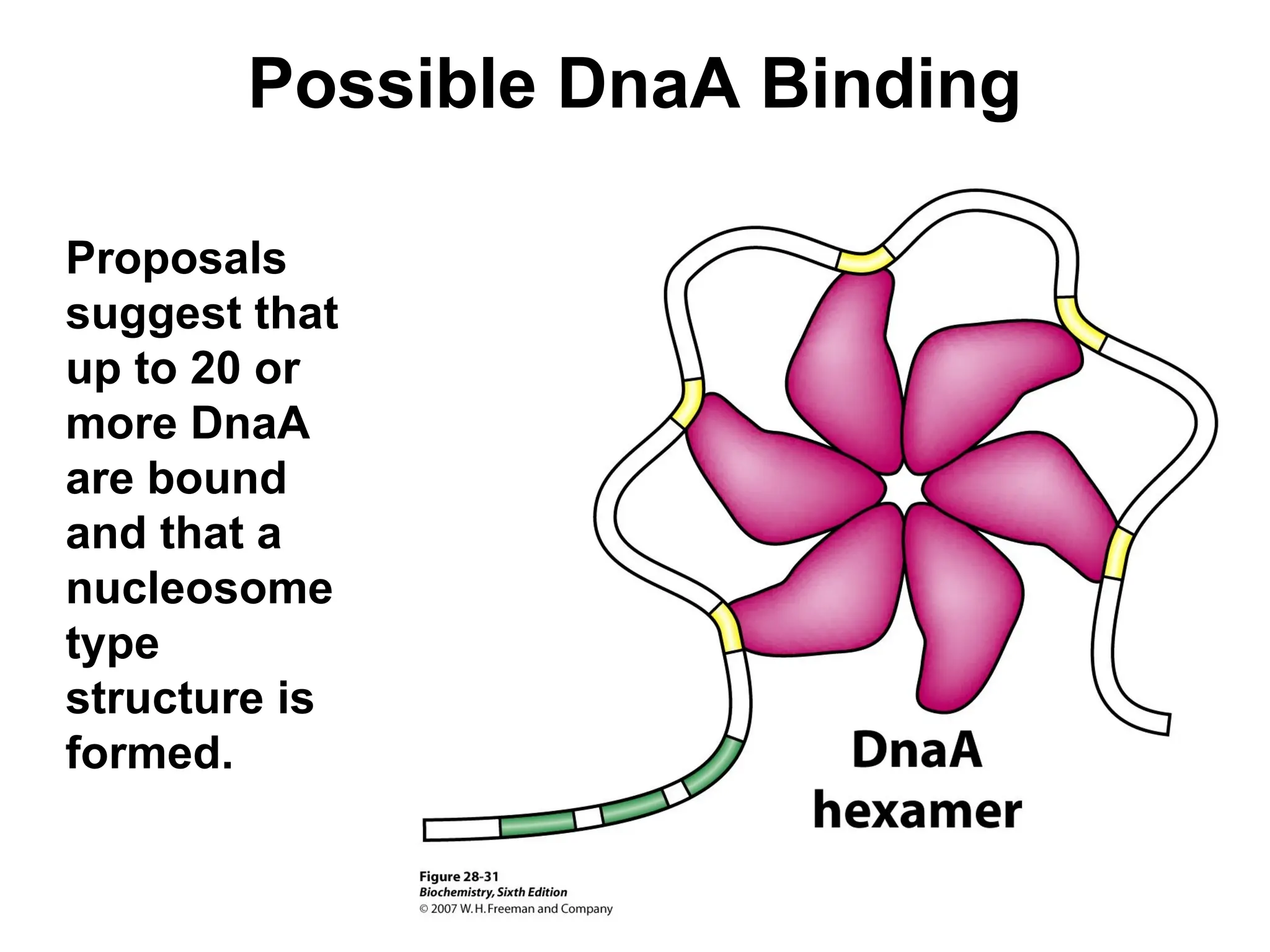 Possible DnaA Binding
Proposals
suggest that
up to 20 or
more DnaA
are bound
and that a
nucleosome
type
structure is
formed.
 
