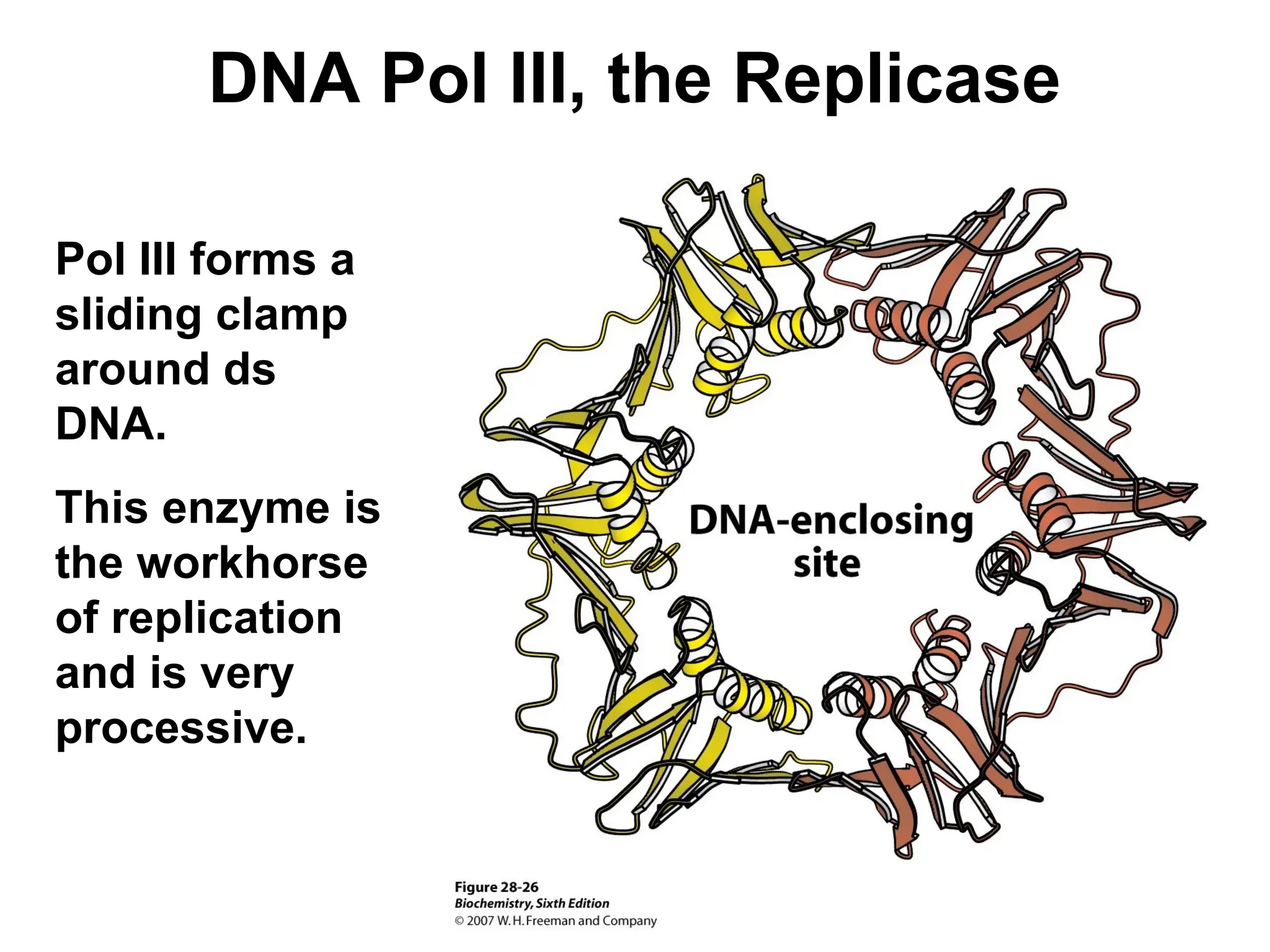 DNA Pol III, the Replicase
Pol III forms a
sliding clamp
around ds
DNA.
This enzyme is
the workhorse
of replication
and is very
processive.
 