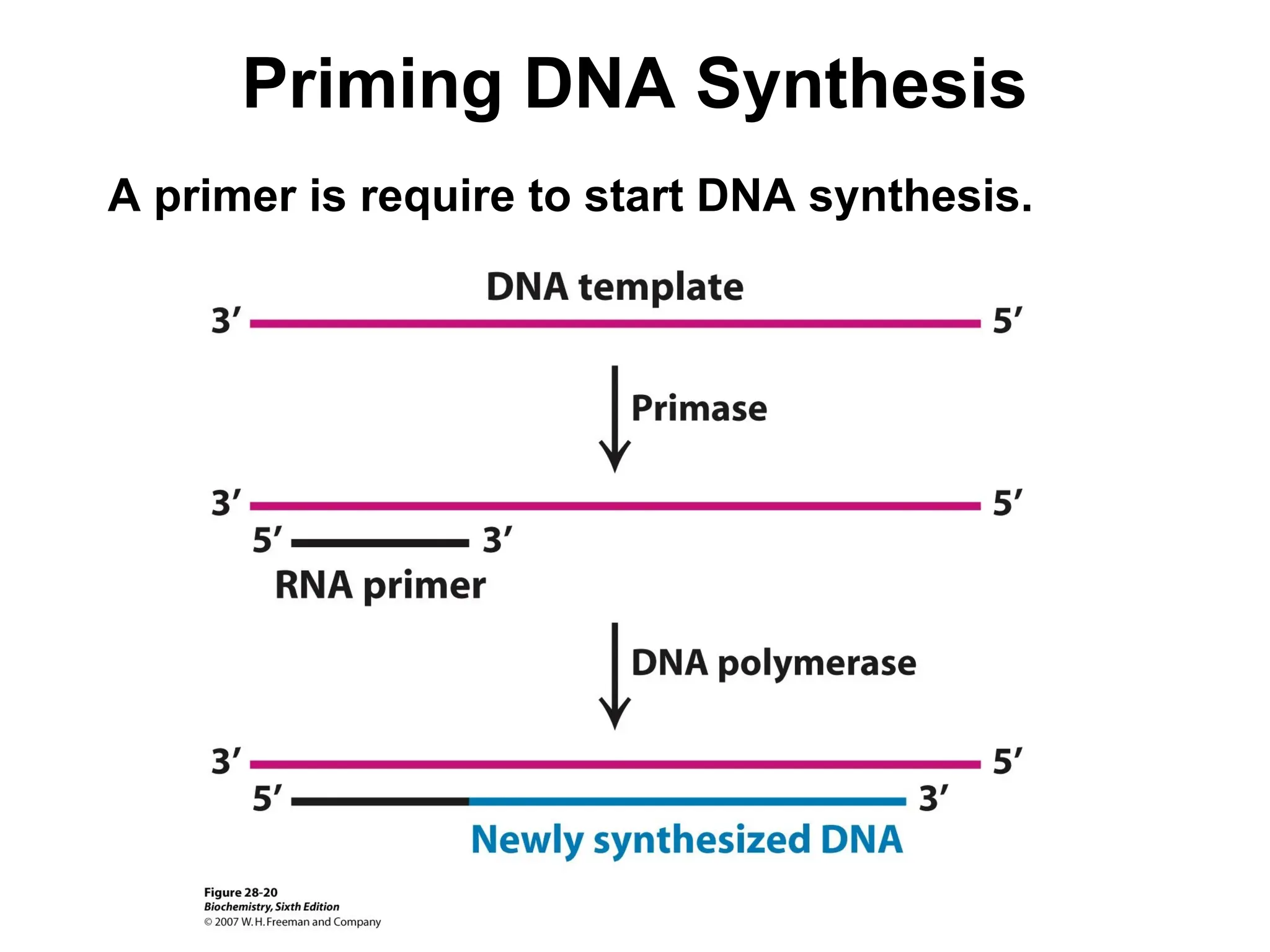 Priming DNA Synthesis
A primer is require to start DNA synthesis.
 
