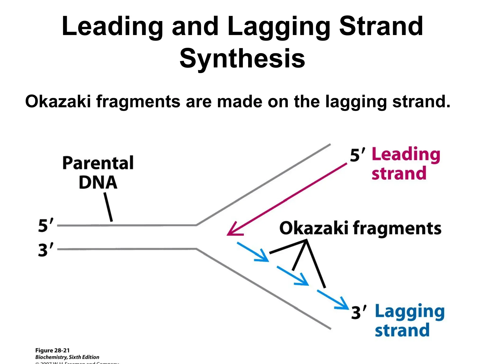 Leading and Lagging Strand
Synthesis
Okazaki fragments are made on the lagging strand.
 