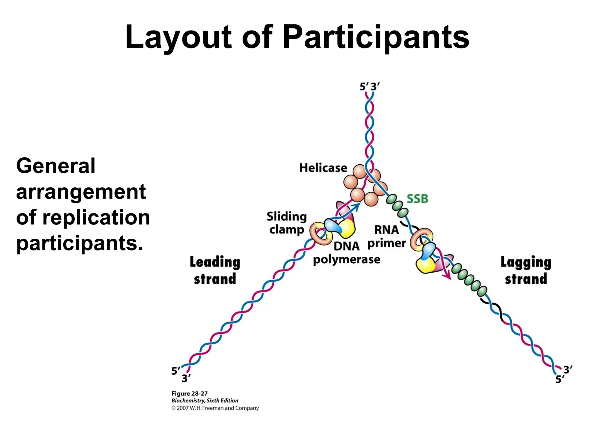 Layout of Participants
General
arrangement
of replication
participants.
 