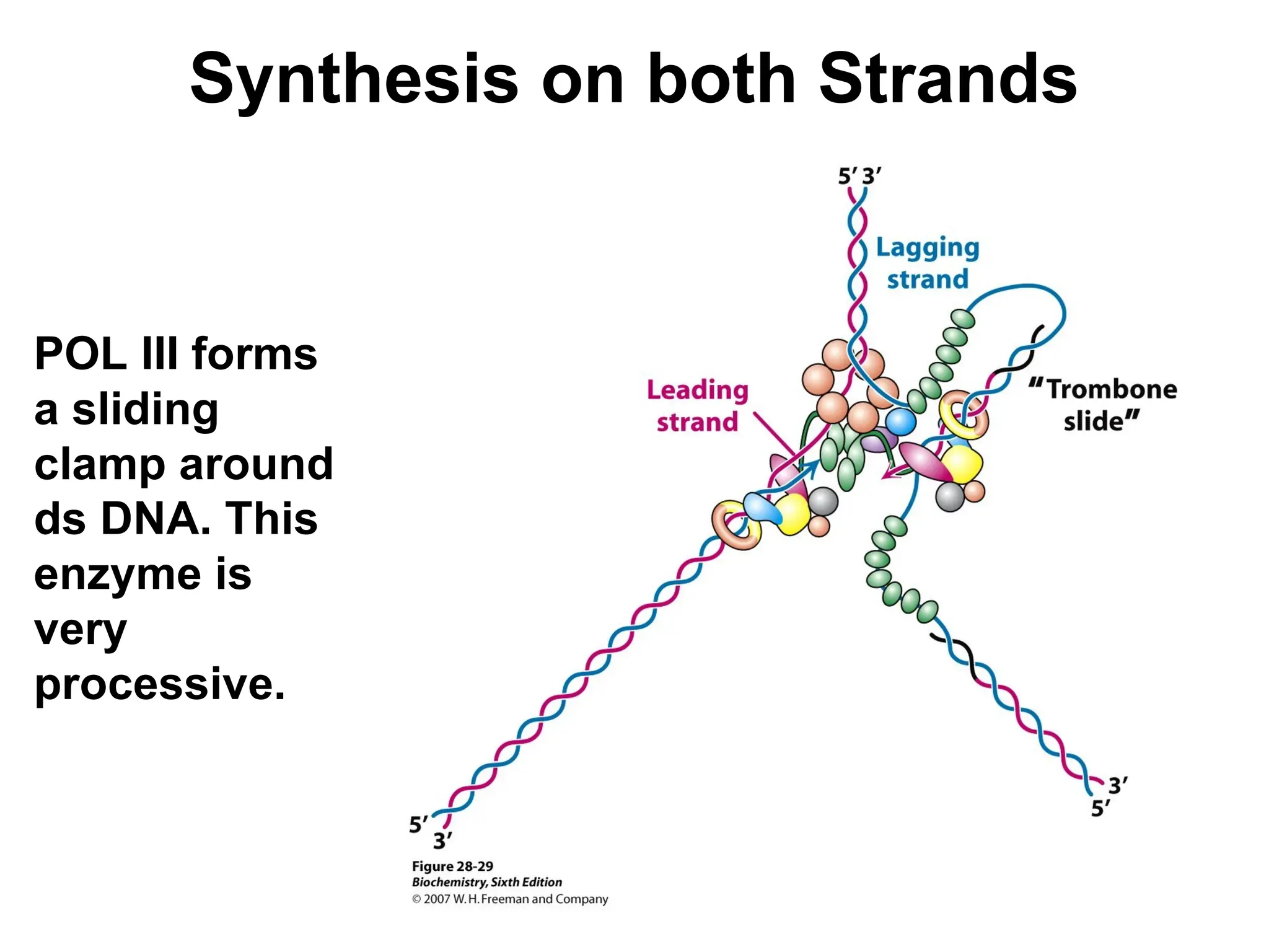 Synthesis on both Strands
POL III forms
a sliding
clamp around
ds DNA. This
enzyme is
very
processive.
 