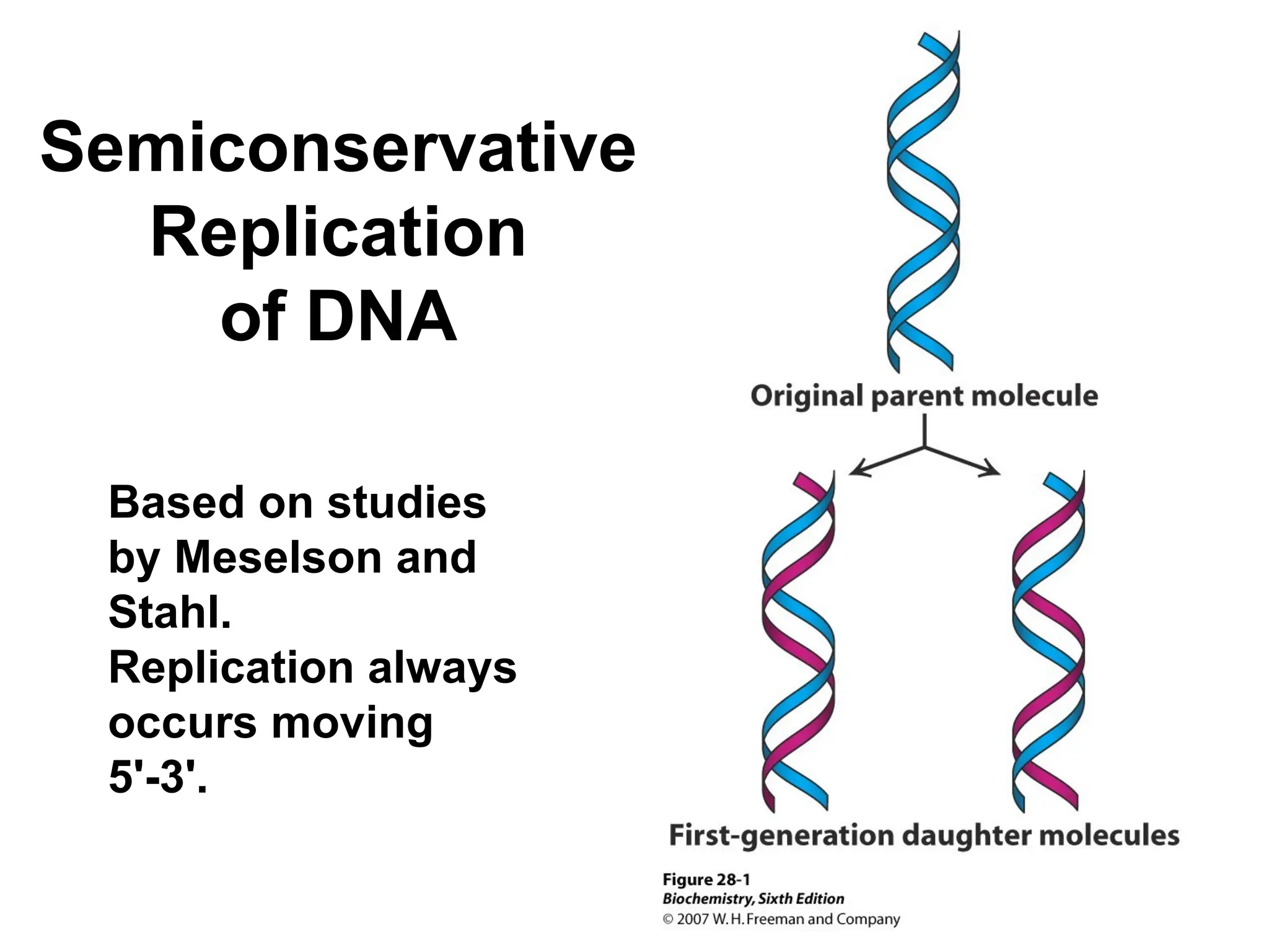 Semiconservative
Replication
of DNA
Based on studies
by Meselson and
Stahl.
Replication always
occurs moving
5'-3'.
 