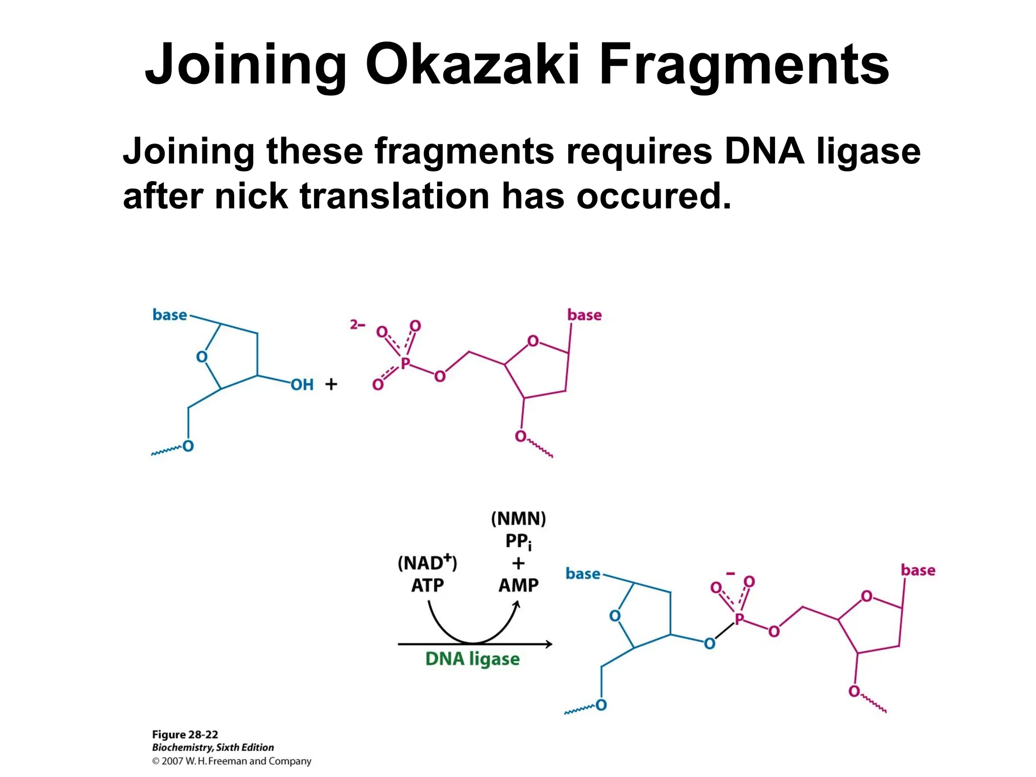 Joining Okazaki Fragments
Joining these fragments requires DNA ligase
after nick translation has occured.
 