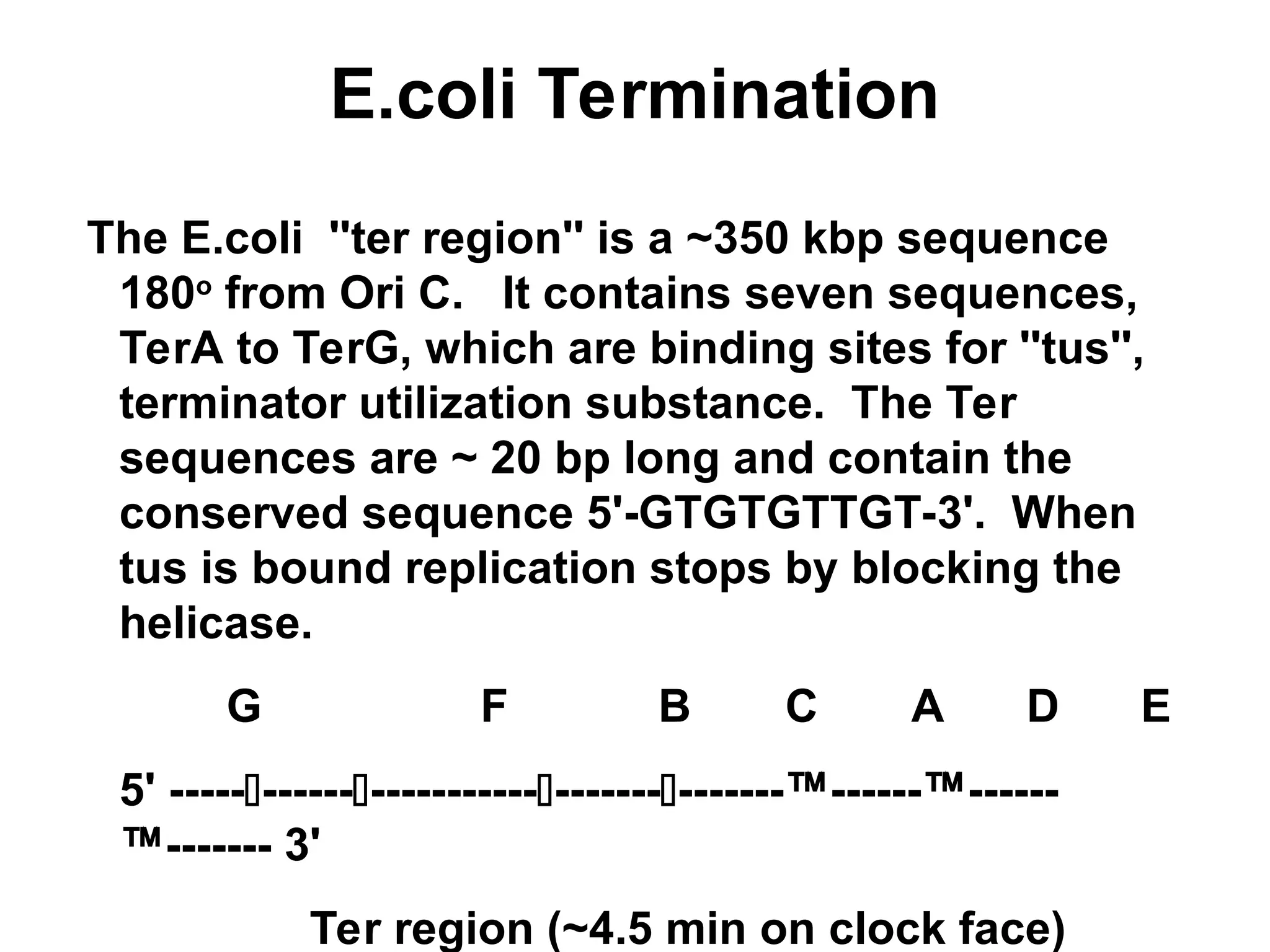 E.coli Termination
The E.coli ''ter region'' is a ~350 kbp sequence
180o
from Ori C. It contains seven sequences,
TerA to TerG, which are binding sites for ''tus'',
terminator utilization substance. The Ter
sequences are ~ 20 bp long and contain the
conserved sequence 5'-GTGTGTTGT-3'. When
tus is bound replication stops by blocking the
helicase.
G F B C A D E
5' ------------------------------------™------™------
™------- 3'
Ter region (~4.5 min on clock face)
 