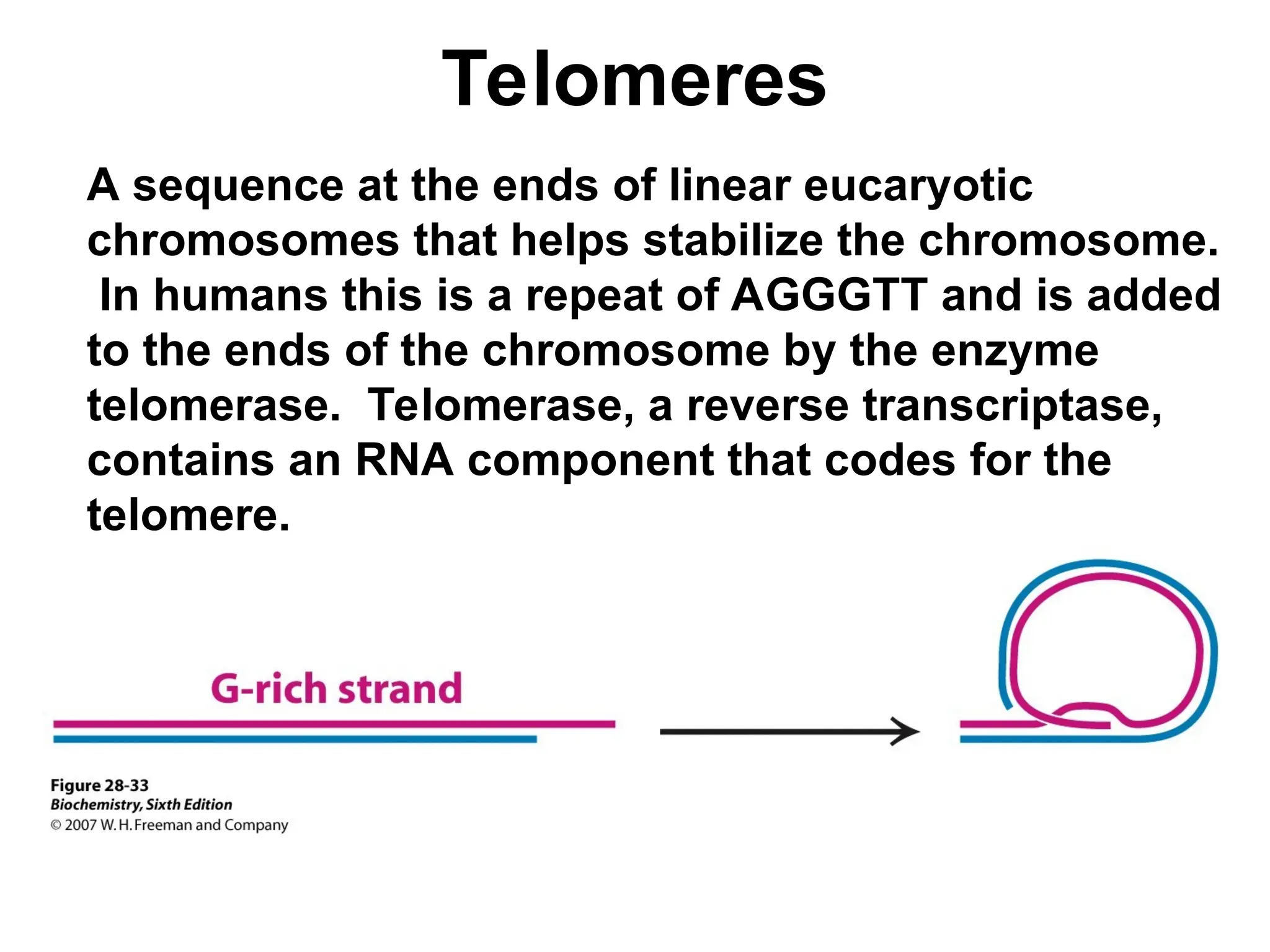 Telomeres
A sequence at the ends of linear eucaryotic
chromosomes that helps stabilize the chromosome.
In humans this is a repeat of AGGGTT and is added
to the ends of the chromosome by the enzyme
telomerase. Telomerase, a reverse transcriptase,
contains an RNA component that codes for the
telomere.
 
