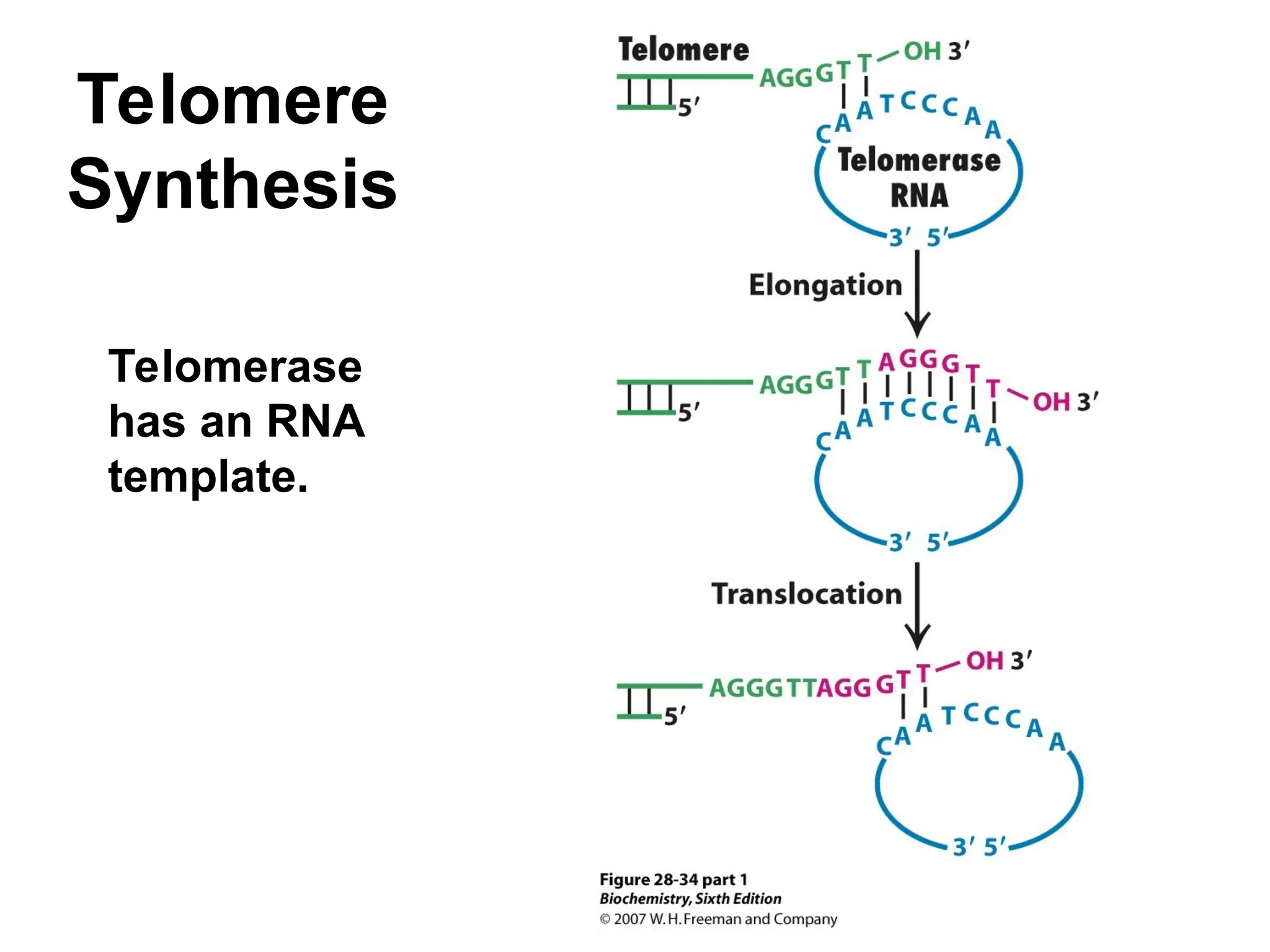 Telomere
Synthesis
Telomerase
has an RNA
template.
 