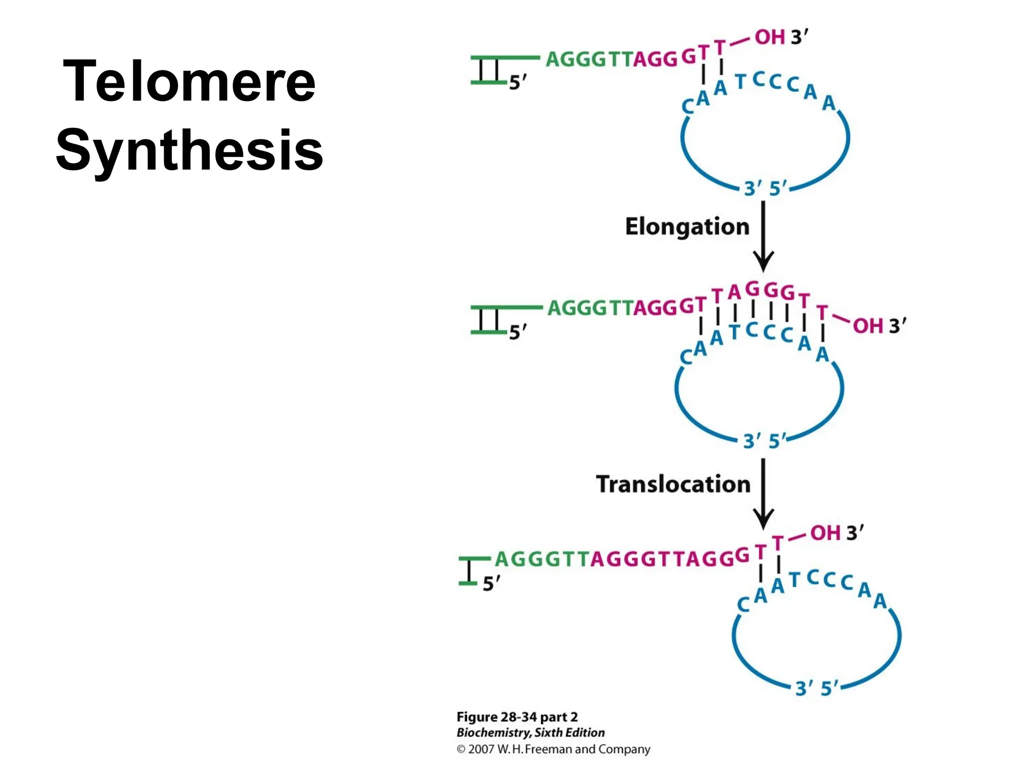 Telomere
Synthesis
 