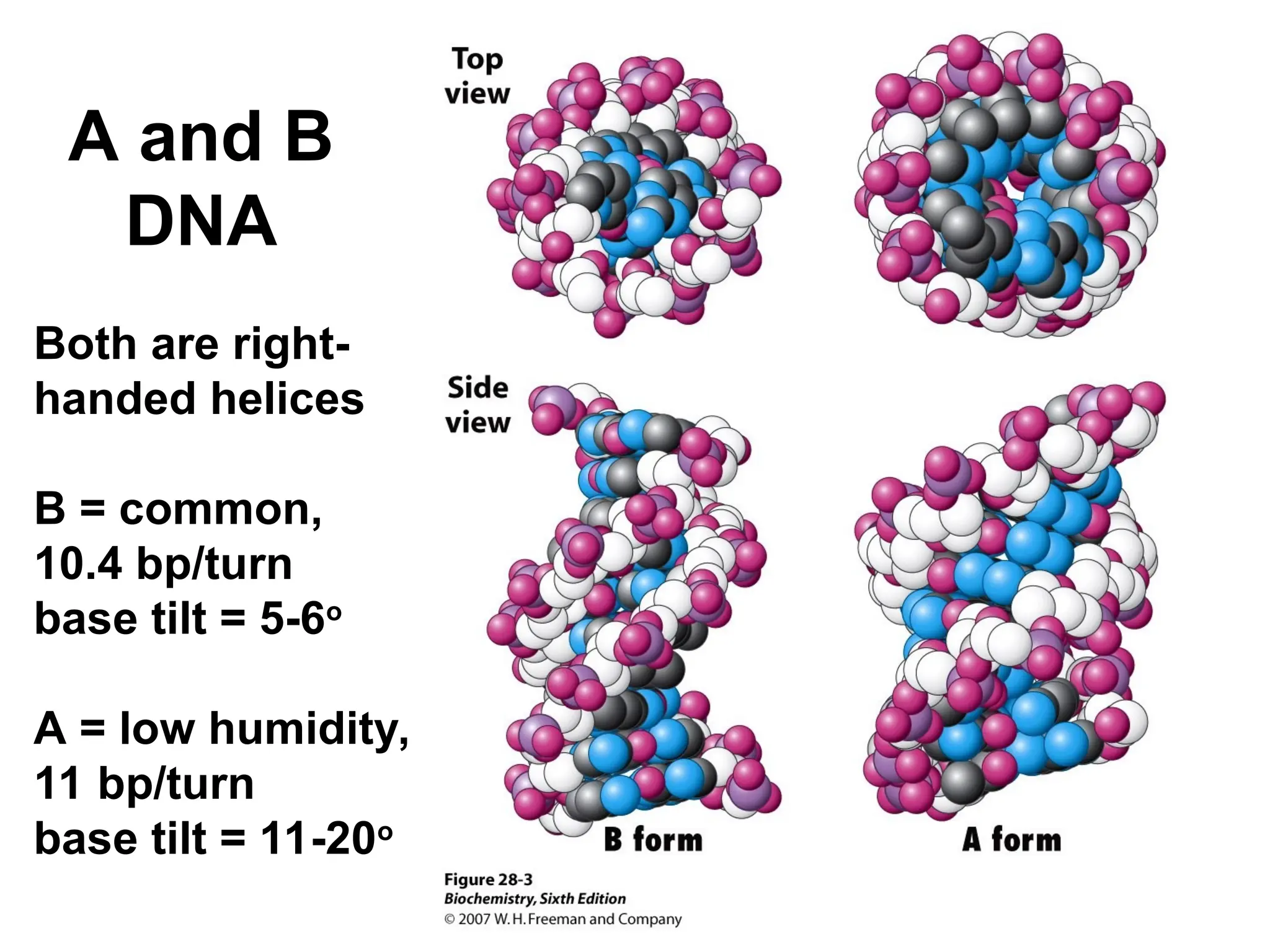 A and B
DNA
Both are right-
handed helices
B = common,
10.4 bp/turn
base tilt = 5-6o
A = low humidity,
11 bp/turn
base tilt = 11-20o
 