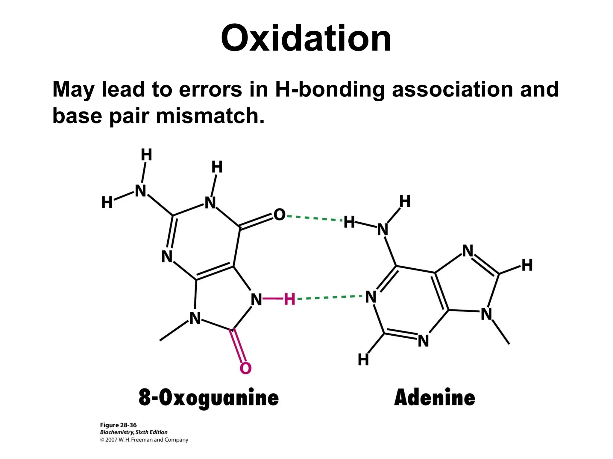 Oxidation
May lead to errors in H-bonding association and
base pair mismatch.
 