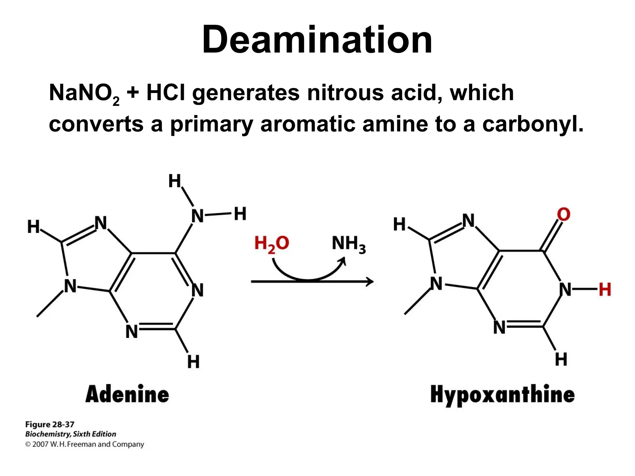 Deamination
NaNO2 + HCl generates nitrous acid, which
converts a primary aromatic amine to a carbonyl.
 