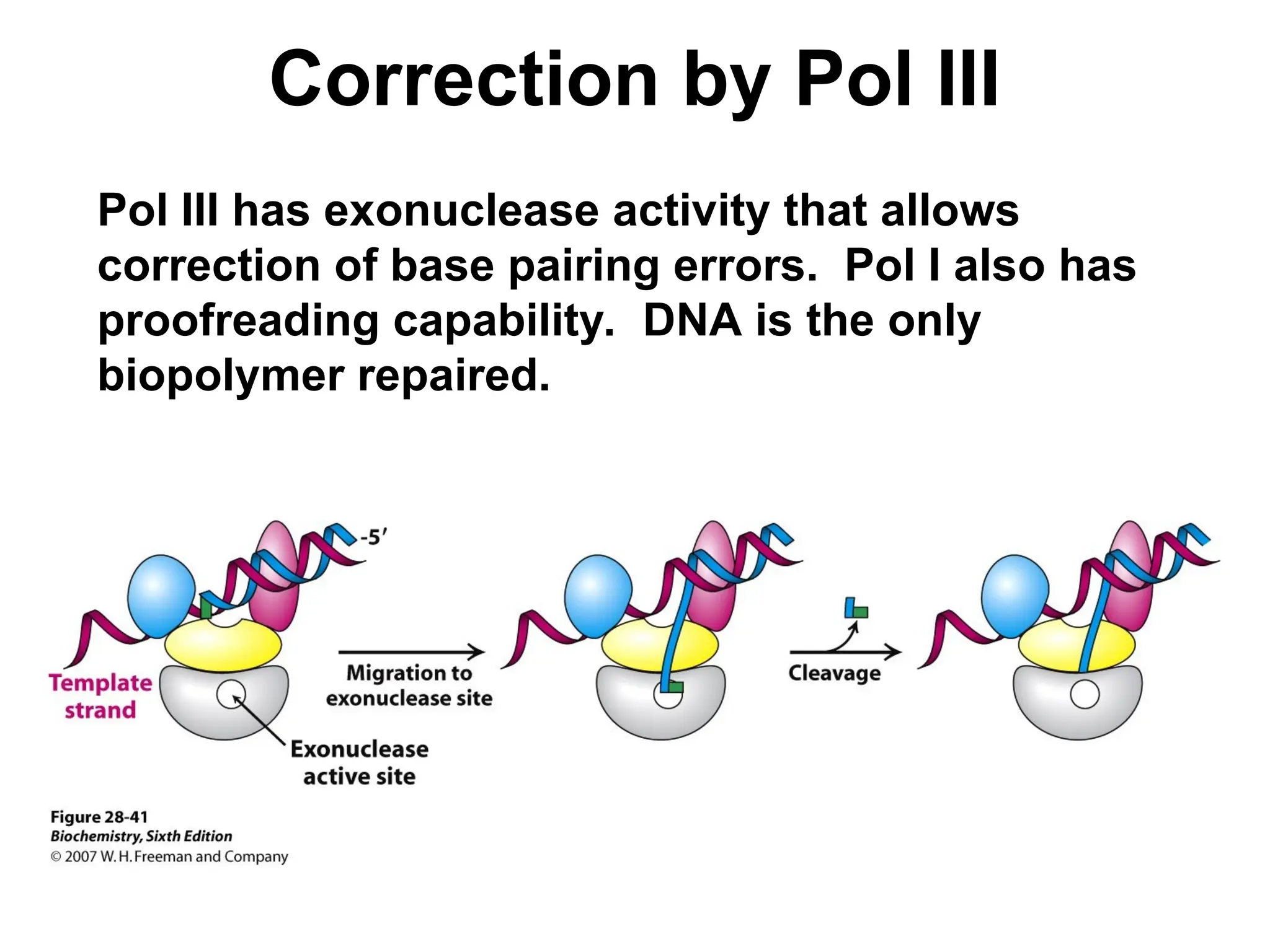 Correction by Pol III
Pol III has exonuclease activity that allows
correction of base pairing errors. Pol I also has
proofreading capability. DNA is the only
biopolymer repaired.
 