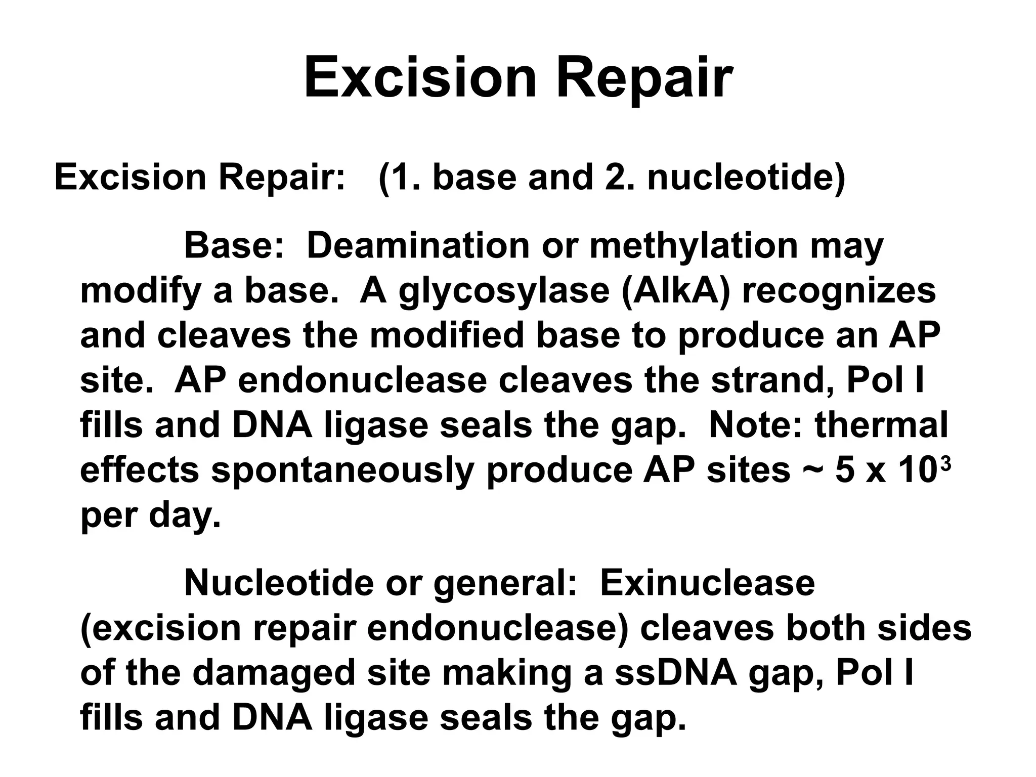 Excision Repair
Excision Repair: (1. base and 2. nucleotide)
Base: Deamination or methylation may
modify a base. A glycosylase (AlkA) recognizes
and cleaves the modified base to produce an AP
site. AP endonuclease cleaves the strand, Pol I
fills and DNA ligase seals the gap. Note: thermal
effects spontaneously produce AP sites ~ 5 x 103
per day.
Nucleotide or general: Exinuclease
(excision repair endonuclease) cleaves both sides
of the damaged site making a ssDNA gap, Pol I
fills and DNA ligase seals the gap.
 