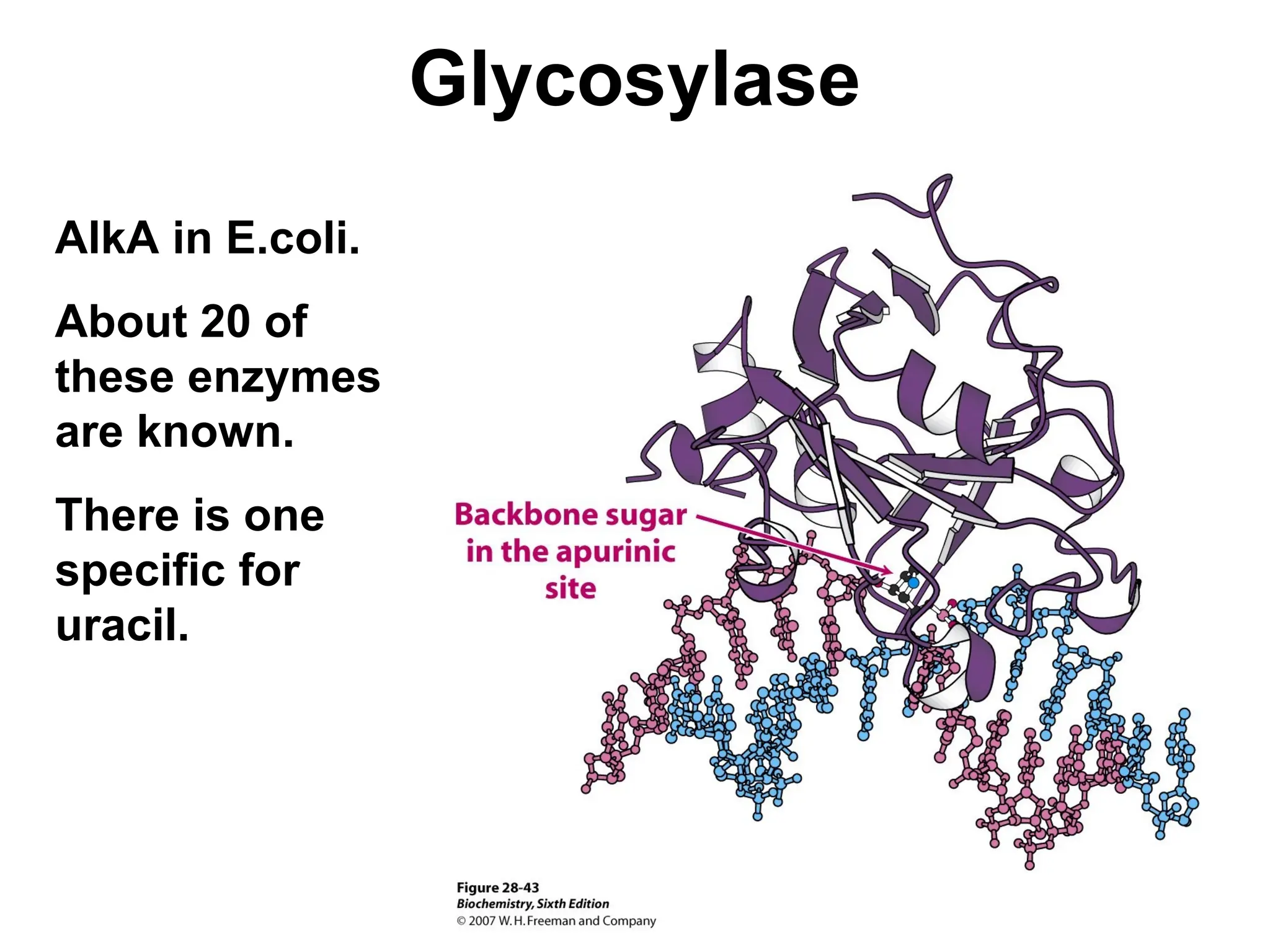 Glycosylase
AlkA in E.coli.
About 20 of
these enzymes
are known.
There is one
specific for
uracil.
 