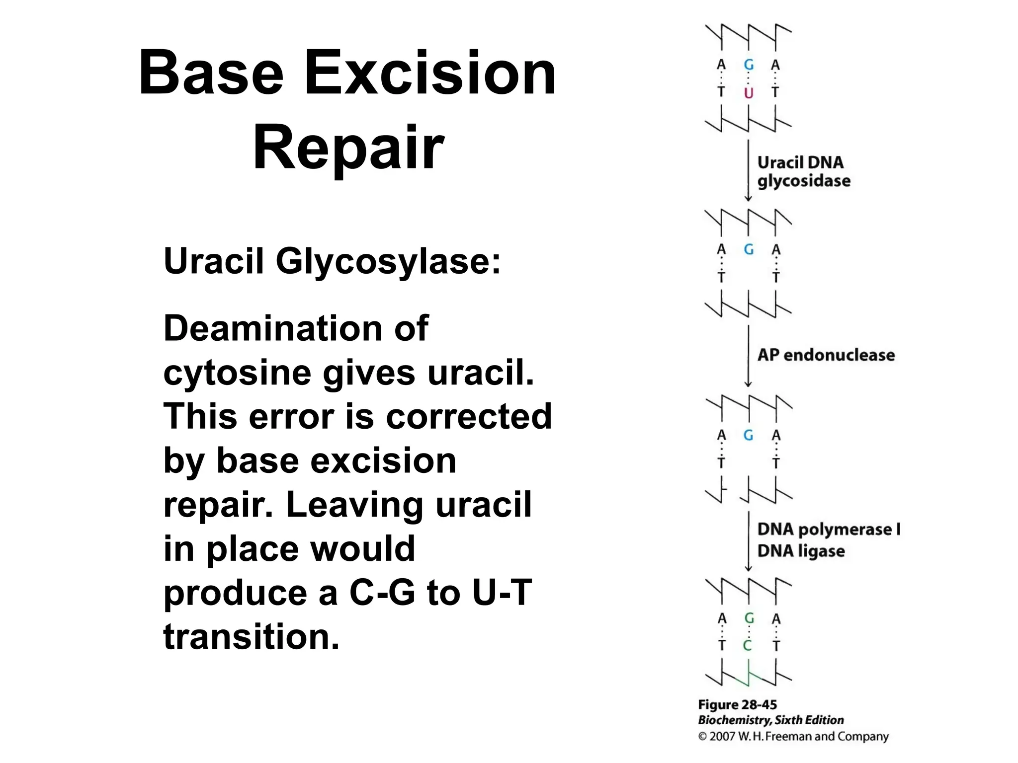 Base Excision
Repair
Uracil Glycosylase:
Deamination of
cytosine gives uracil.
This error is corrected
by base excision
repair. Leaving uracil
in place would
produce a C-G to U-T
transition.
 
