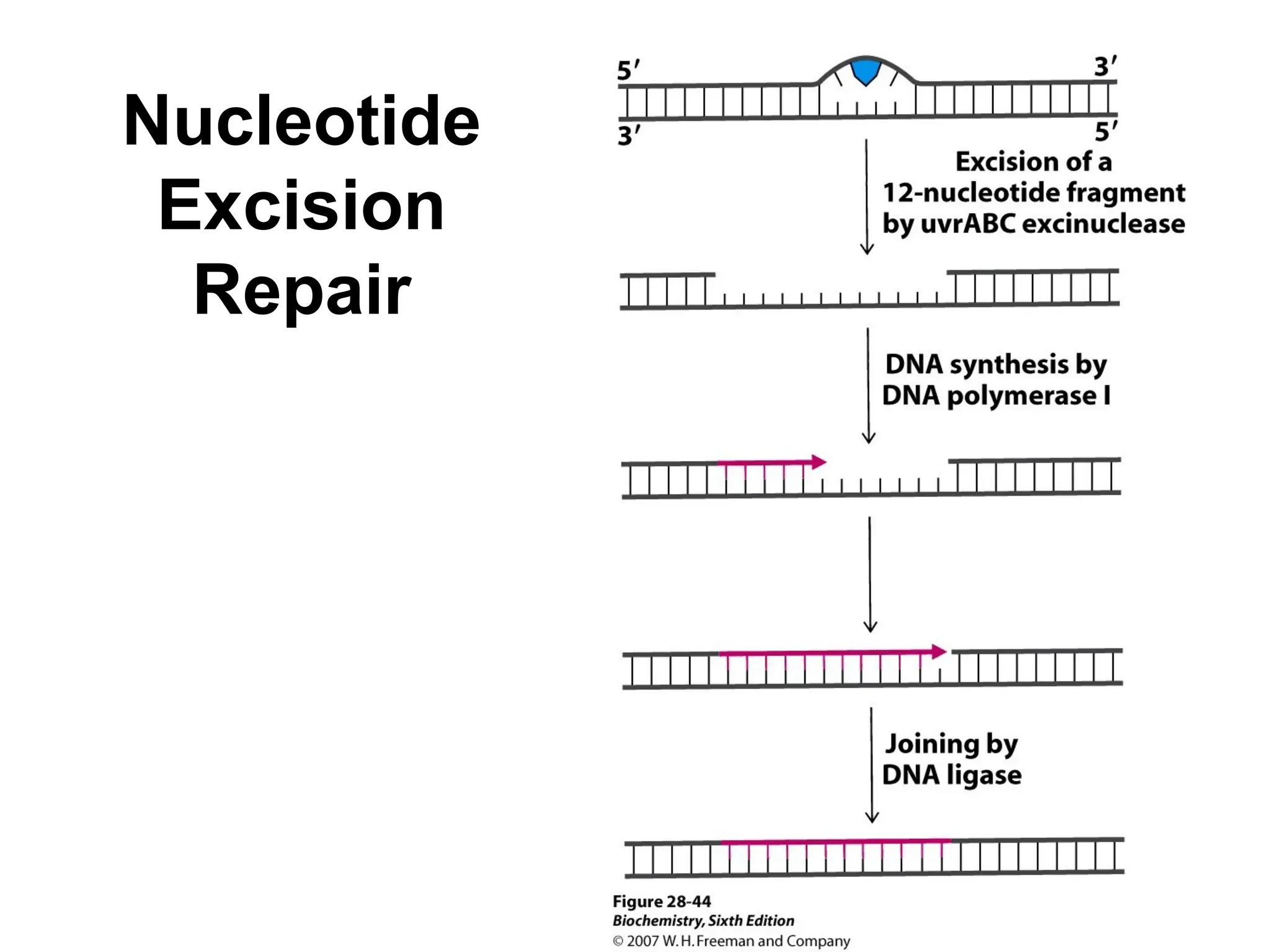 Nucleotide
Excision
Repair
 