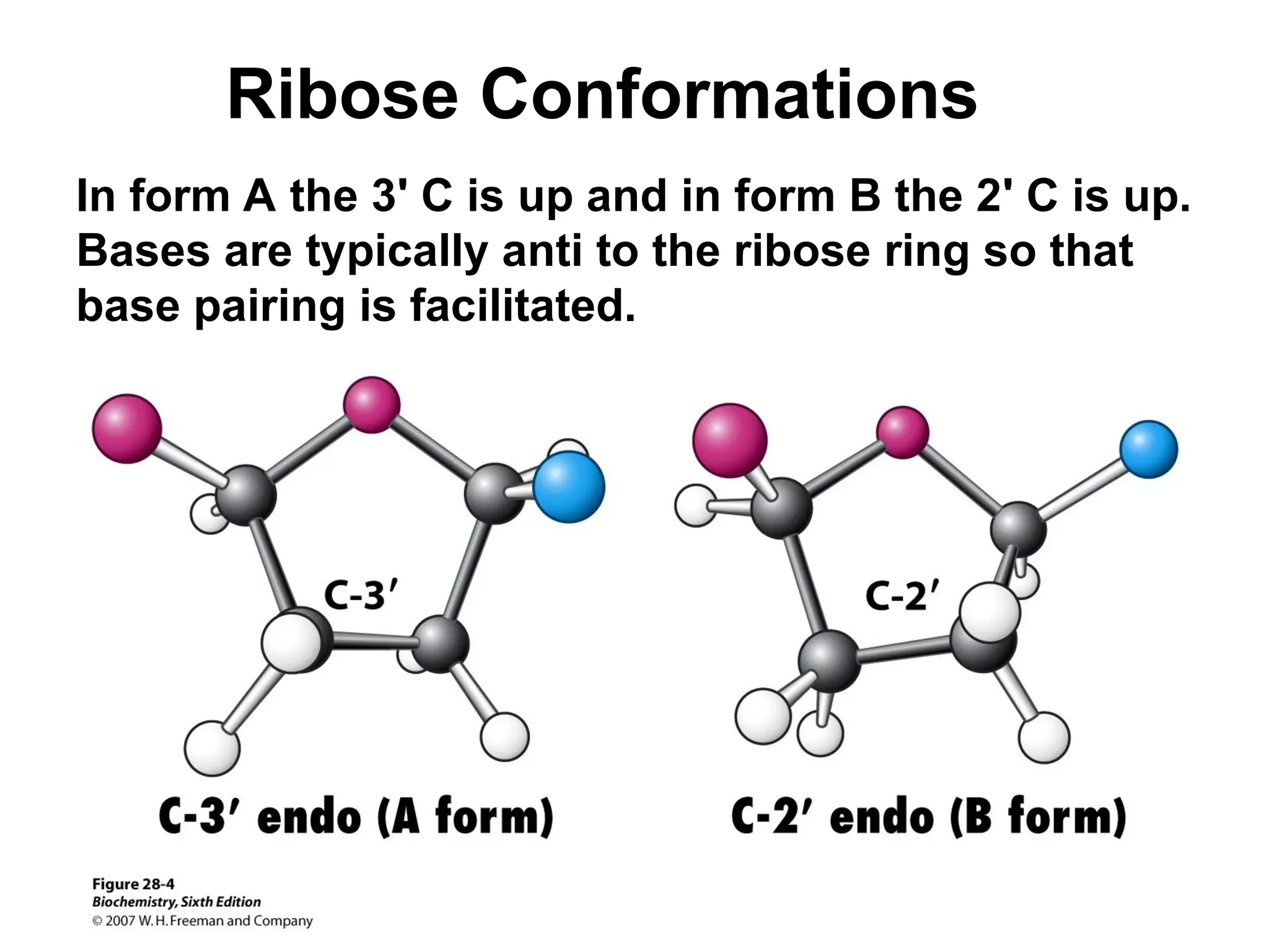 Ribose Conformations
In form A the 3' C is up and in form B the 2' C is up.
Bases are typically anti to the ribose ring so that
base pairing is facilitated.
 