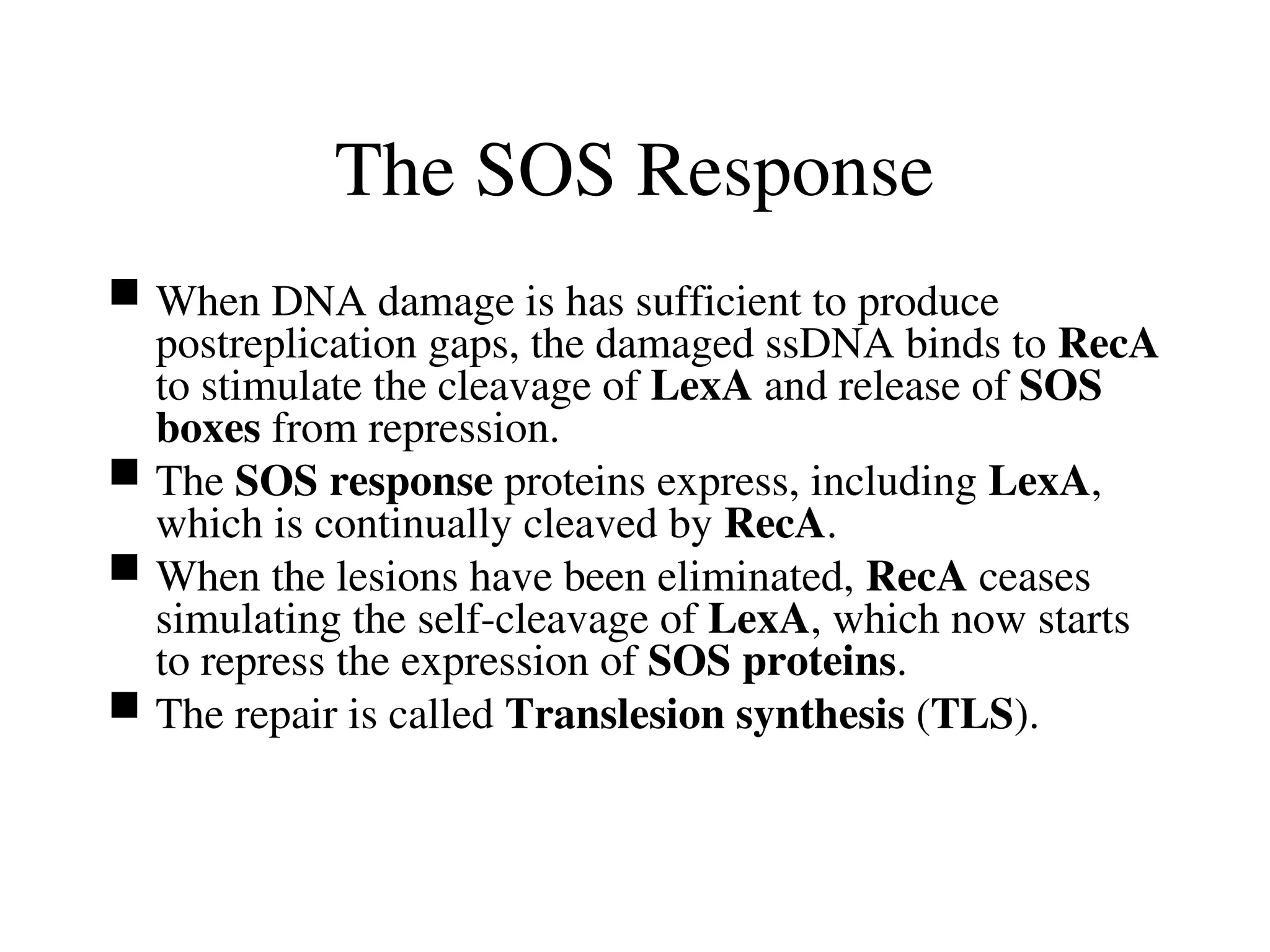 The SOS Response
 When DNA damage is has sufficient to produce
postreplication gaps, the damaged ssDNA binds to RecA
to stimulate the cleavage of LexA and release of SOS
boxes from repression.
 The SOS response proteins express, including LexA,
which is continually cleaved by RecA.
 When the lesions have been eliminated, RecA ceases
simulating the self-cleavage of LexA, which now starts
to repress the expression of SOS proteins.
 The repair is called Translesion synthesis (TLS).
 