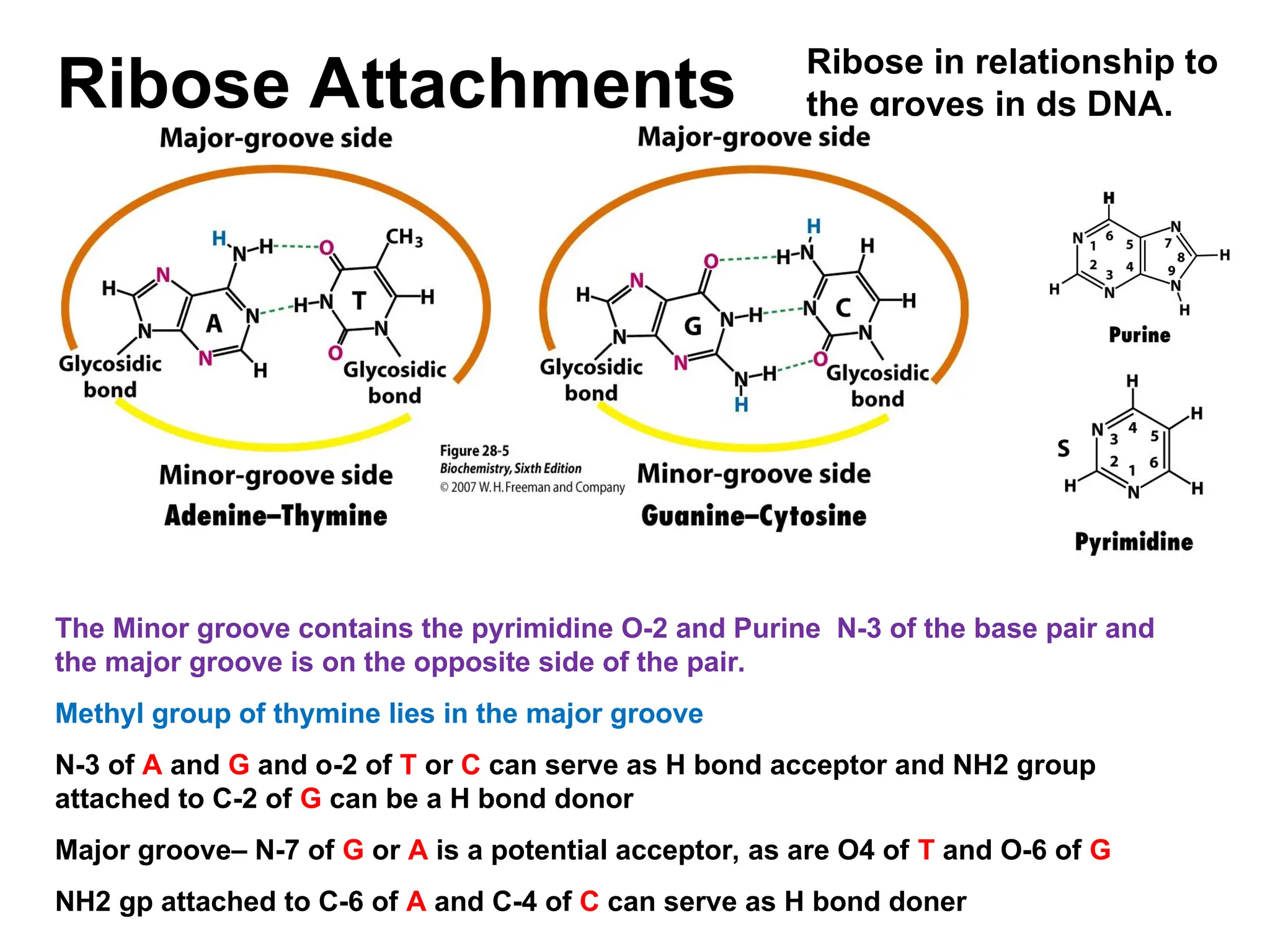 Ribose Attachments Ribose in relationship to
the groves in ds DNA.
The Minor groove contains the pyrimidine O-2 and Purine N-3 of the base pair and
the major groove is on the opposite side of the pair.
Methyl group of thymine lies in the major groove
N-3 of A and G and o-2 of T or C can serve as H bond acceptor and NH2 group
attached to C-2 of G can be a H bond donor
Major groove– N-7 of G or A is a potential acceptor, as are O4 of T and O-6 of G
NH2 gp attached to C-6 of A and C-4 of C can serve as H bond doner
 