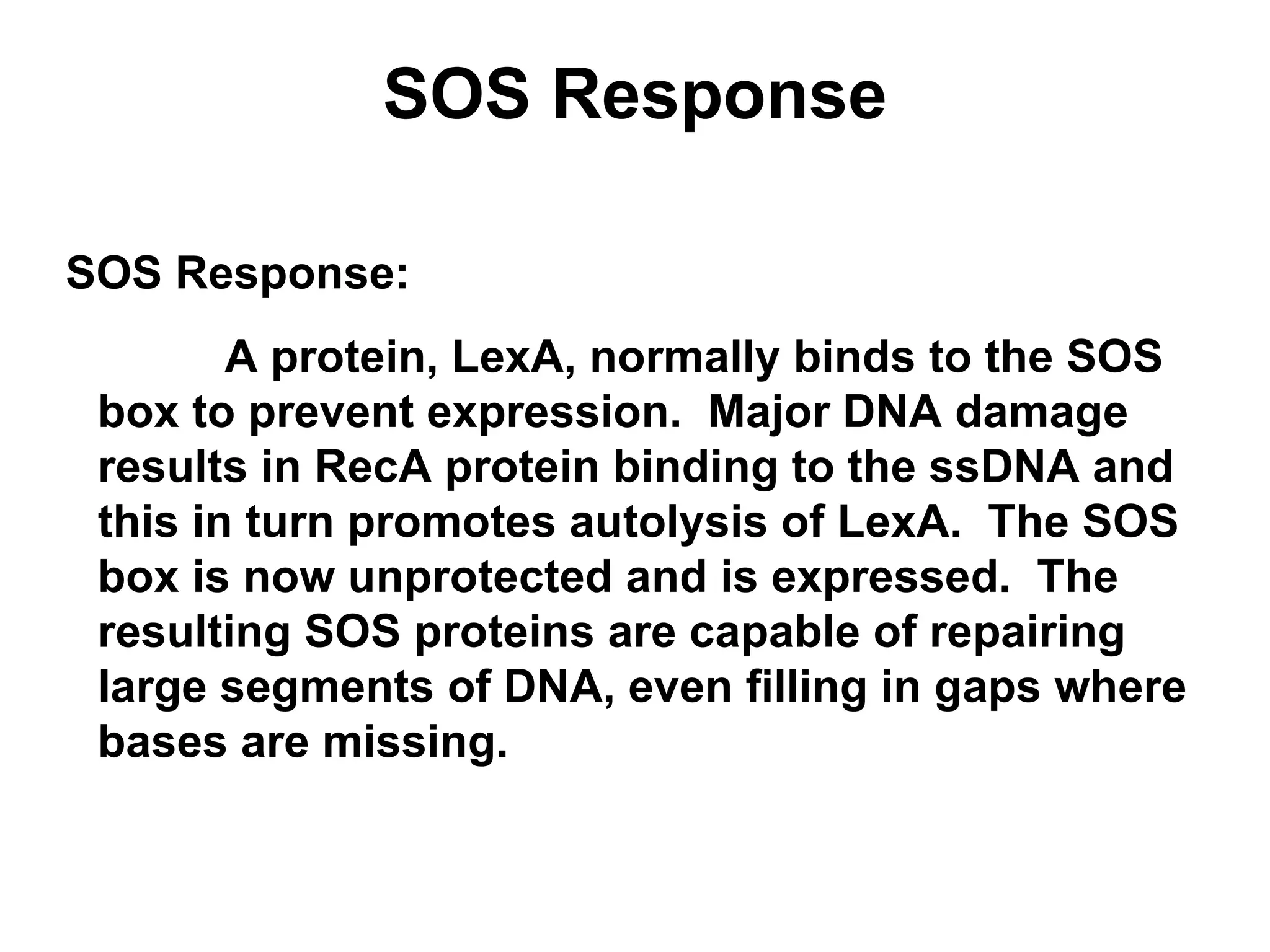 SOS Response
SOS Response:
A protein, LexA, normally binds to the SOS
box to prevent expression. Major DNA damage
results in RecA protein binding to the ssDNA and
this in turn promotes autolysis of LexA. The SOS
box is now unprotected and is expressed. The
resulting SOS proteins are capable of repairing
large segments of DNA, even filling in gaps where
bases are missing.
 