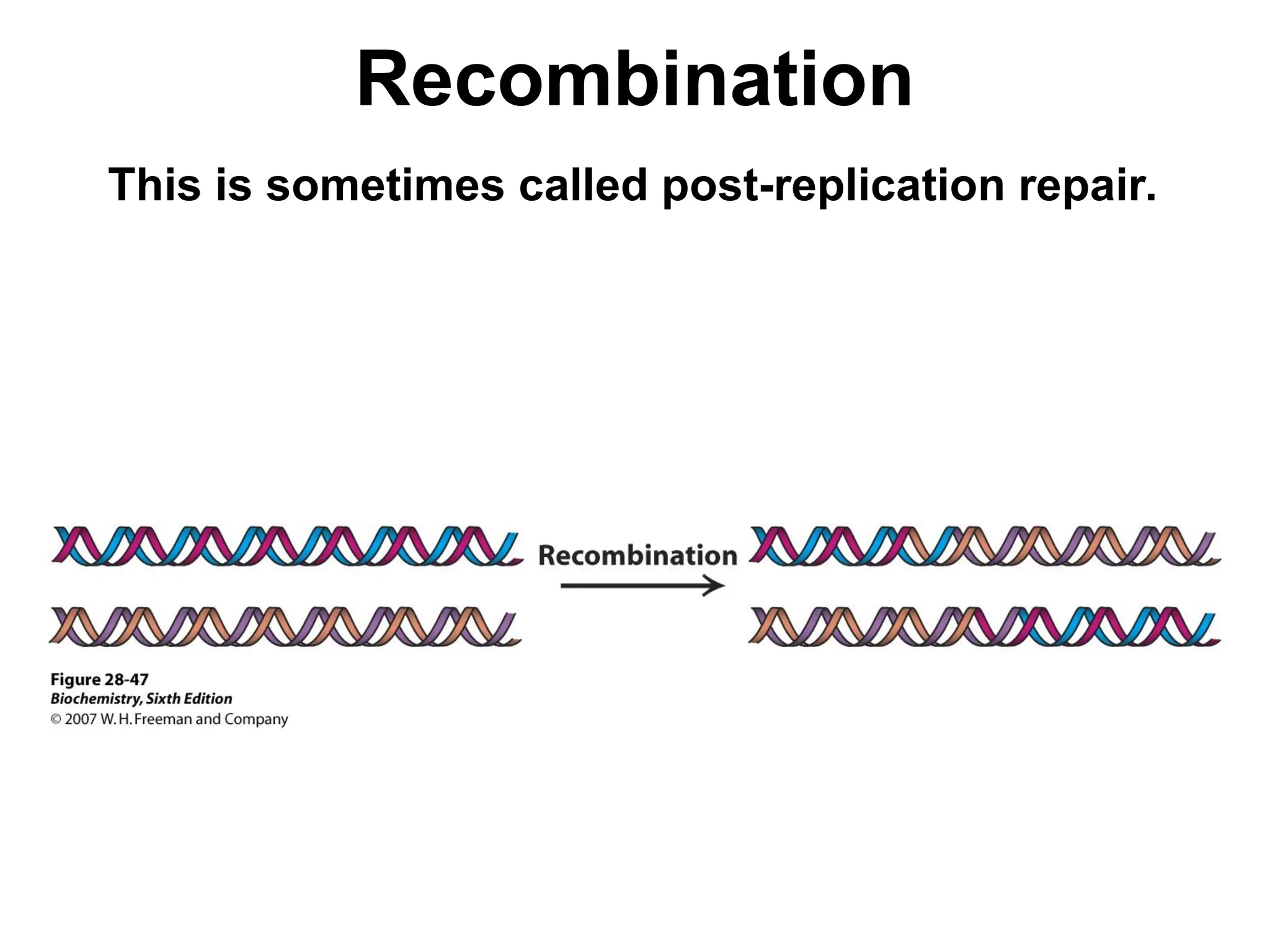 Recombination
This is sometimes called post-replication repair.
 