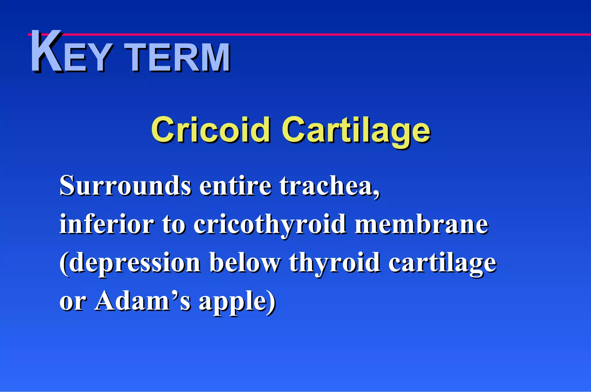 Cricoid Cartilage Surrounds entire trachea,  inferior to cricothyroid membrane  (depression below thyroid cartilage  or Adam’s apple) K EY TERM 