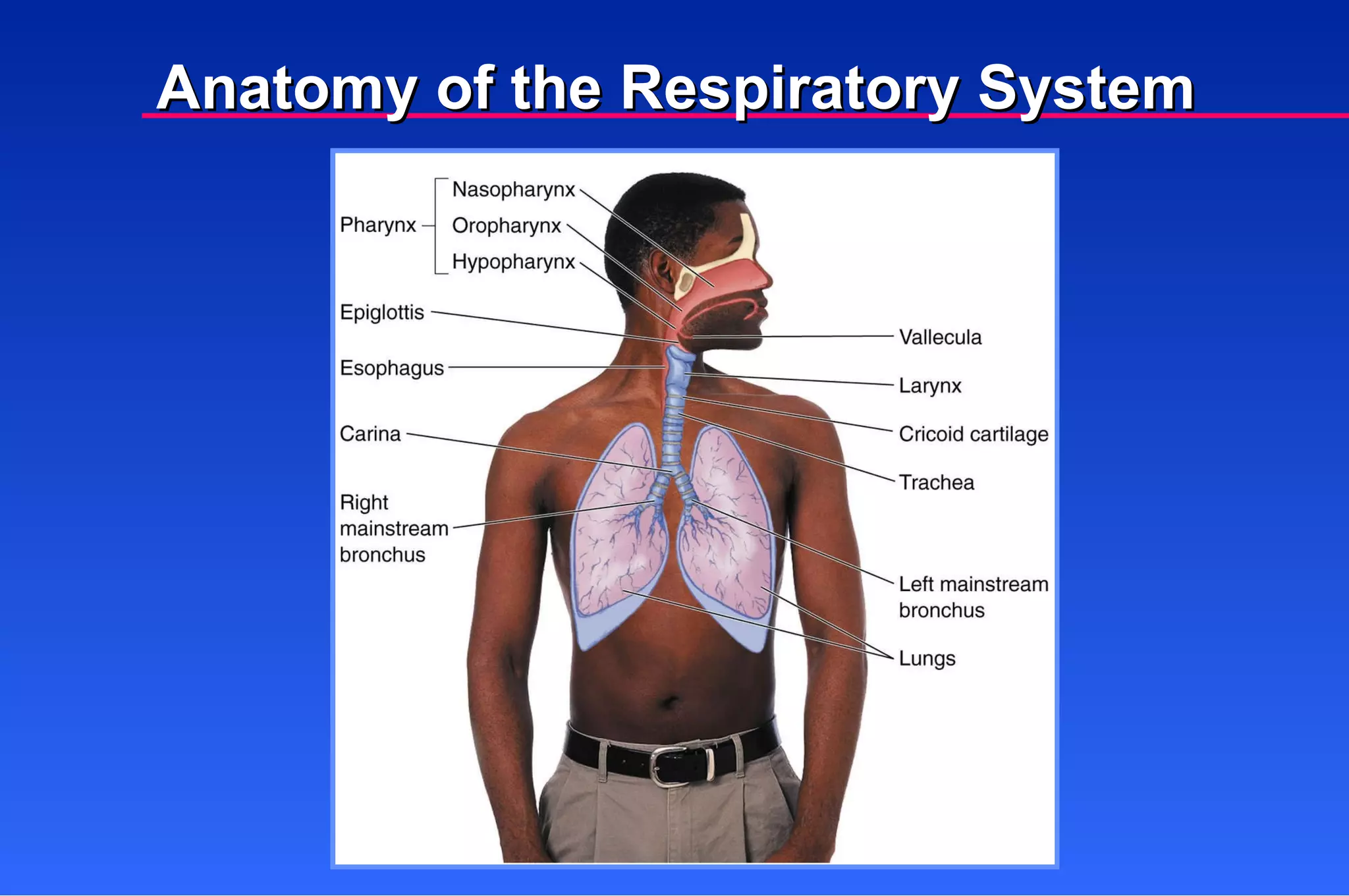 Anatomy of the Respiratory System 