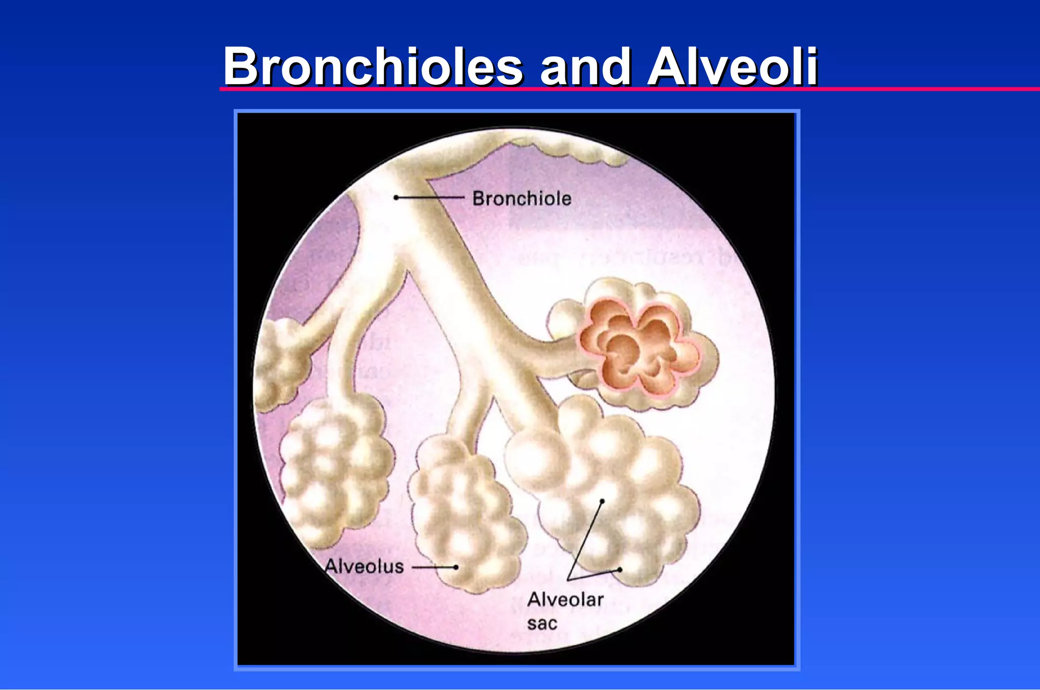 Bronchioles and Alveoli 