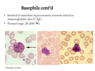 November 16, 2024
Basophils cont’d
• Involved in immediate hypersensitivity reactions related to
immunoglobulin class E (IgE)
• Normal range: 20-200/l.
 