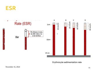 November 16, 2024 66
 