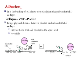 Adhesion
 It is the binding of platelet to non platelet surface: sub endothelial
collagen
Collagen – vWF –Platelet
 Bridge physical distance between platelat and sub endothelial
collagen
 Increase bond that seal platelet to the vessel wall
 reversible
 