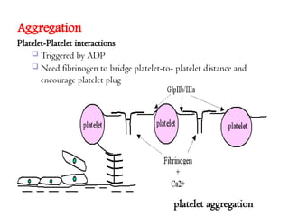 Aggregation
platelet aggregation
Platelet-Platelet interactions
 Triggered by ADP
 Need fibrinogen to bridge platelet-to- platelet distance and
encourage platelet plug
 