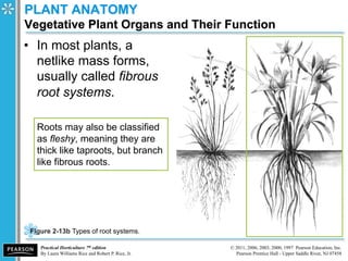 Fleshy Roots Example Ch 2 bot nomenclature anatomy phys | PDF