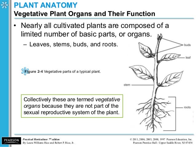 anatomy and phys i Anatomy & physiology the anatomy and physiology module introduces the structure and function of the human body you will read about the cells, tissues and membranes that make up our bodies and how our major systems function to help us develop and stay healthy. anatomy and phys i Anatomy & physiology the anatomy and physiology module introduces the structure and function of the human body you will read about the cells, tissues and membranes that make up our bodies and how our major systems function to help us develop and stay healthy.