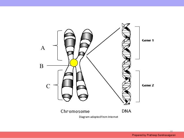 Ch2 chromosome structu...