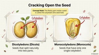 Class 6 CBSE Science Chapter 2 – Diversity in the Living World | PDF Notes & Presentation | NCERT 2026-27