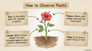 Class 6 CBSE Science Chapter 2 – Diversity in the Living World | PDF Notes & Presentation | NCERT 2026-27