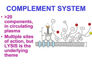 Complement Circulating Inflammation acute and chronic | PPT