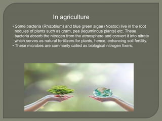 • Some bacteria (Rhizobium) and blue green algae (Nostoc) live in the root
nodules of plants such as gram, pea (leguminous plants) etc. These
bacteria absorb the nitrogen from the atmosphere and convert it into nitrate
which serves as natural fertilizers for plants, hence, enhancing soil fertility.
• These microbes are commonly called as biological nitrogen fixers.
In agriculture
 