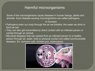 Some of the microorganisms cause diseases in human beings, plants and
animals. Such disease-causing microorganisms are called pathogens.
Harmful microorganisms
In Humans
• Pathogens enter our body through the air we breathe, the water we drink or
food we eat.
• They can also get transmitted by direct contact with an infected person or
carried through an animal.
• Microbial diseases that can spread from an infected person to a healthy
person through air, water, food or physical contact are called communicable
diseases. Ex: common cold, chicken pox, tuberculosis.
 
