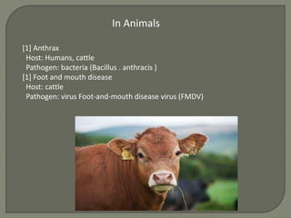 [1] Anthrax
Host: Humans, cattle
Pathogen: bacteria (Bacillus . anthracis )
[1] Foot and mouth disease
Host: cattle
Pathogen: virus Foot-and-mouth disease virus (FMDV)
In Animals
 
